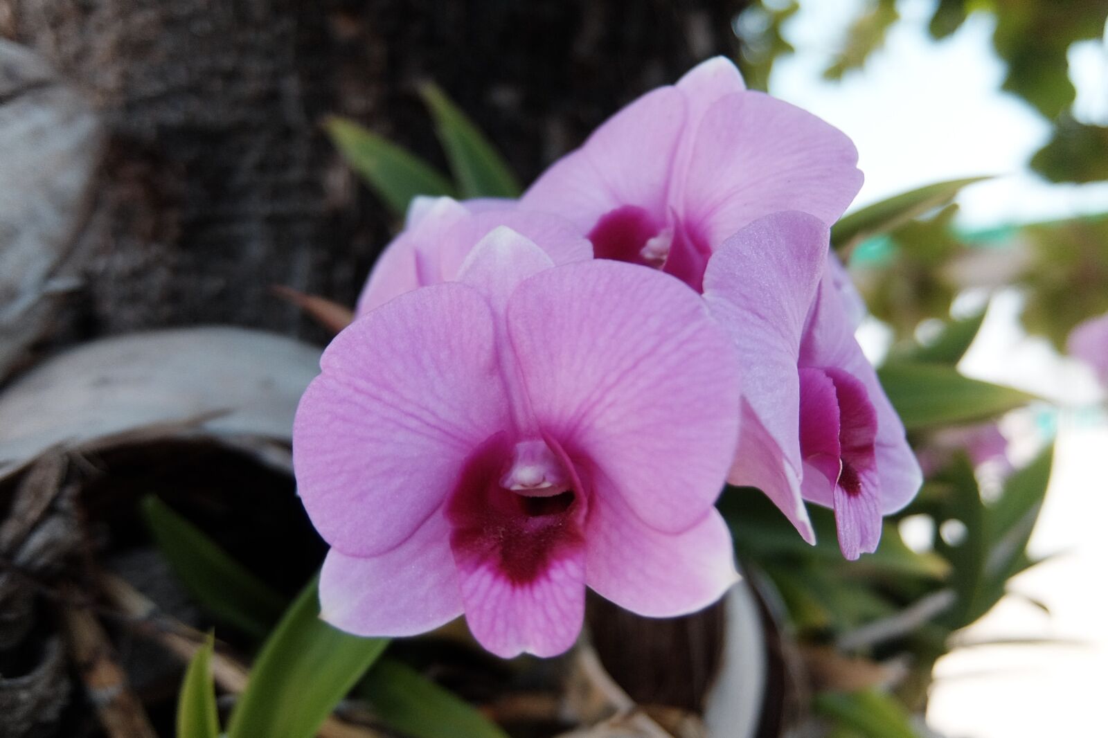 Fujifilm XQ2 sample photo. Orchid, flower, botanical photography