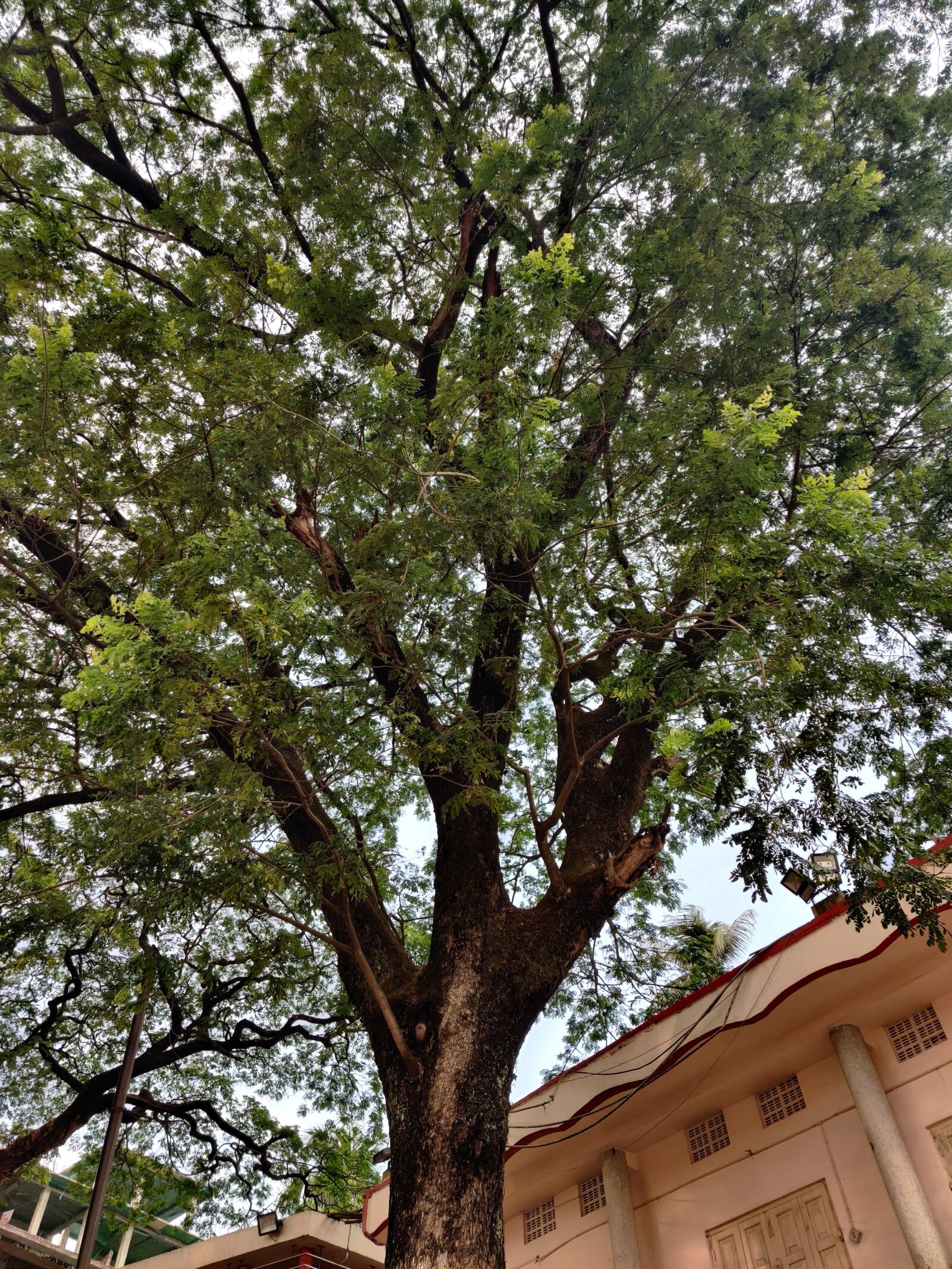 OnePlus HD1901 sample photo. Tree, temples, vacation photography