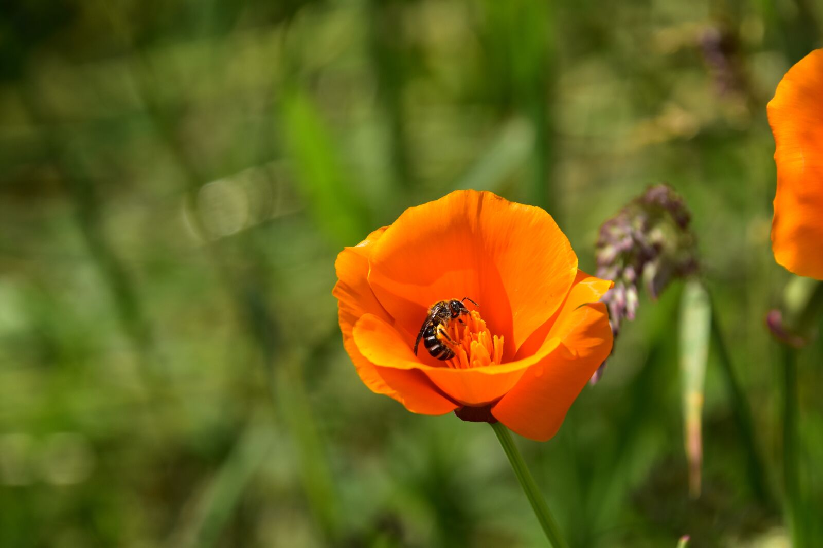 Nikon D5600 sample photo. Flower, flower color yellow photography