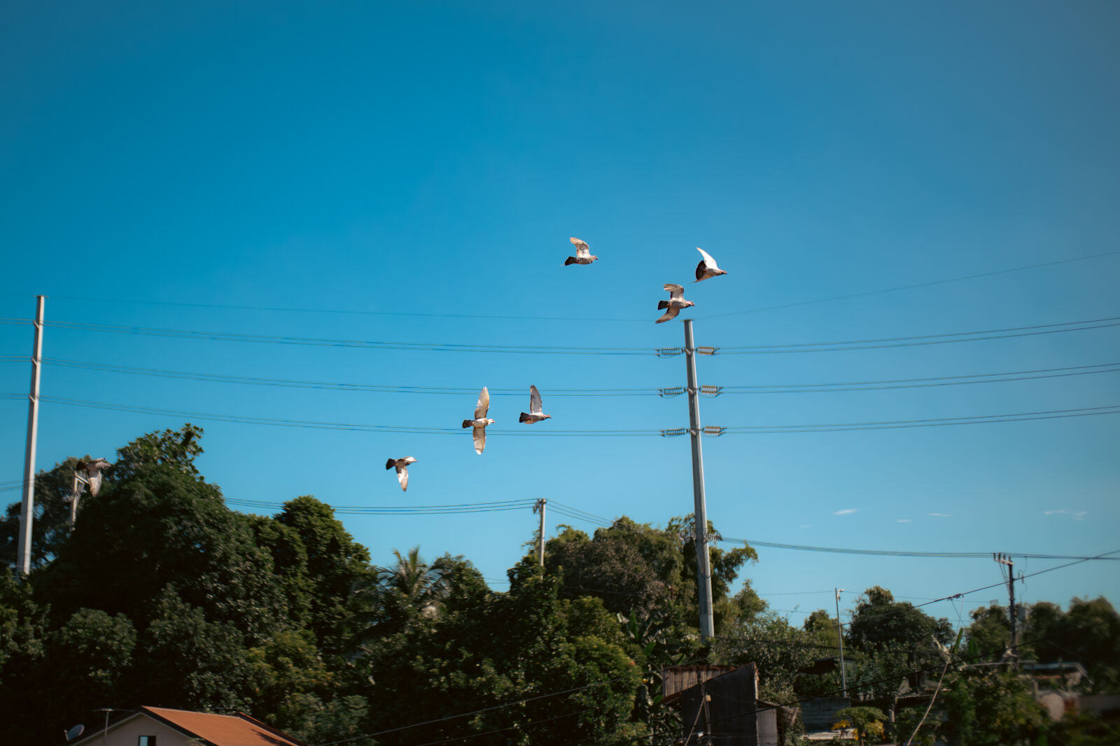 Sony ZV-E10 sample photo. Flyby photography