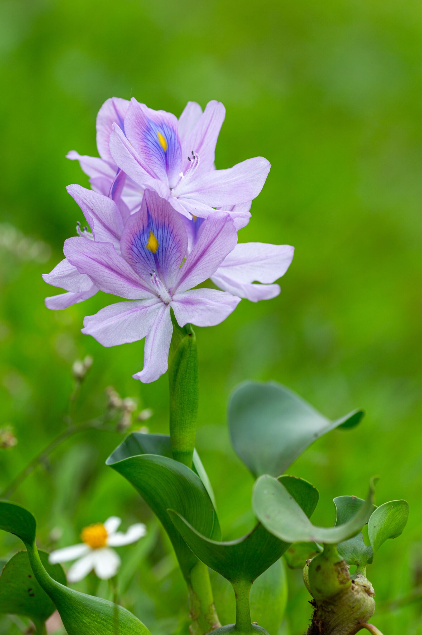 Canon EOS 5D Mark III + Canon EF 135mm F2L USM sample photo. Eichhornia crassipes, flower, ruffles photography