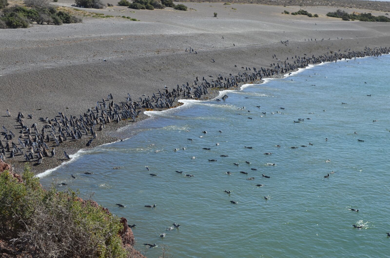 Nikon D5100 sample photo. Penguins, sea, animal photography