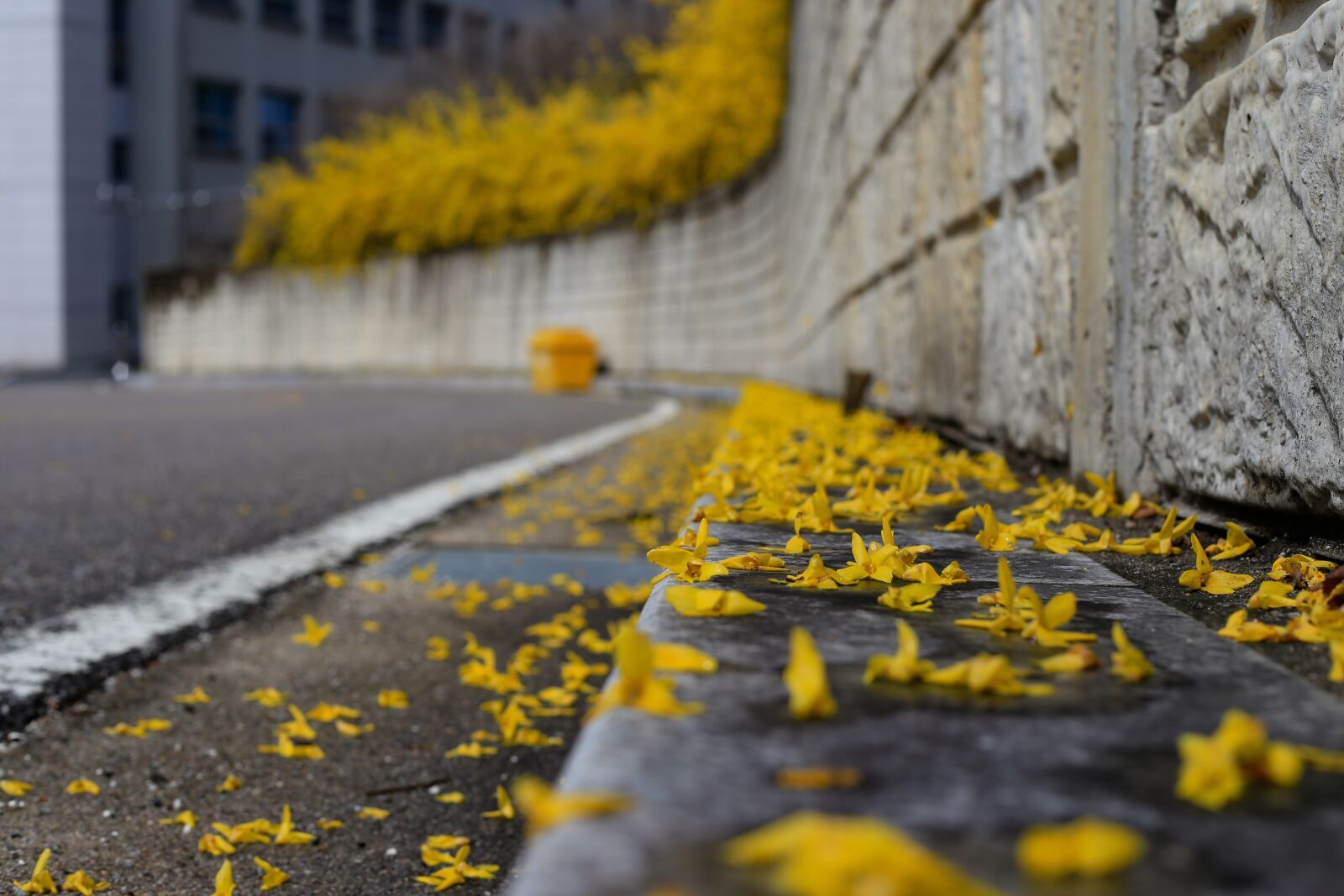 Canon EF 50mm F1.8 II sample photo. Forsythia, spring, spring rain photography