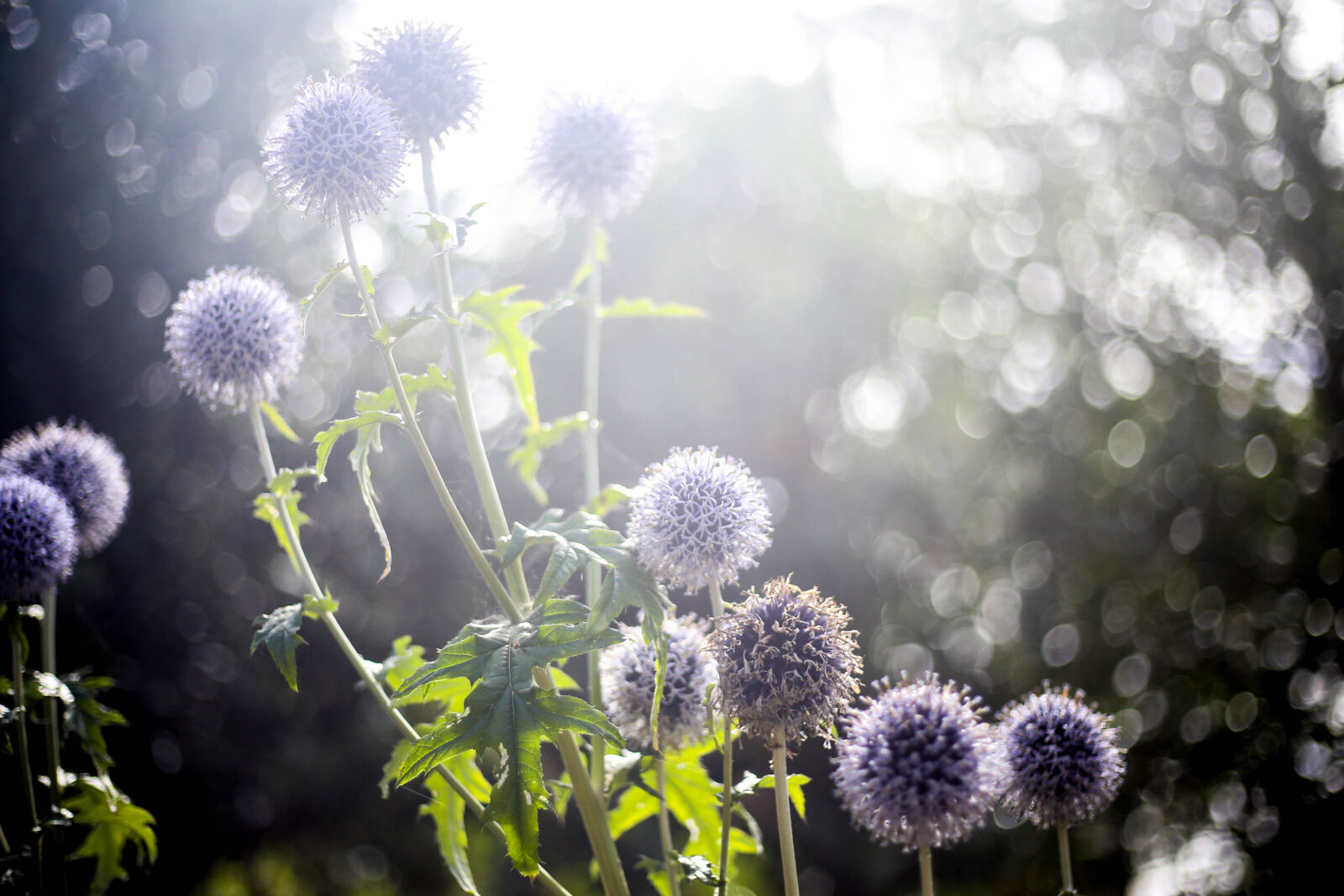 Canon EOS 6D + Canon EF 50mm F1.8 STM sample photo. Purple, flowers photography
