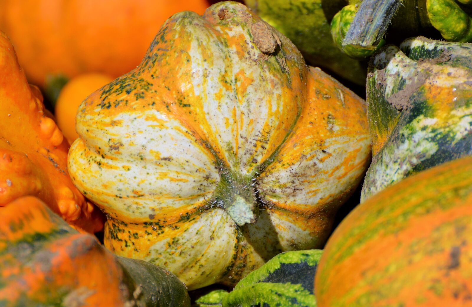 Nikon D3200 sample photo. Pumpkin, fruit, orange photography