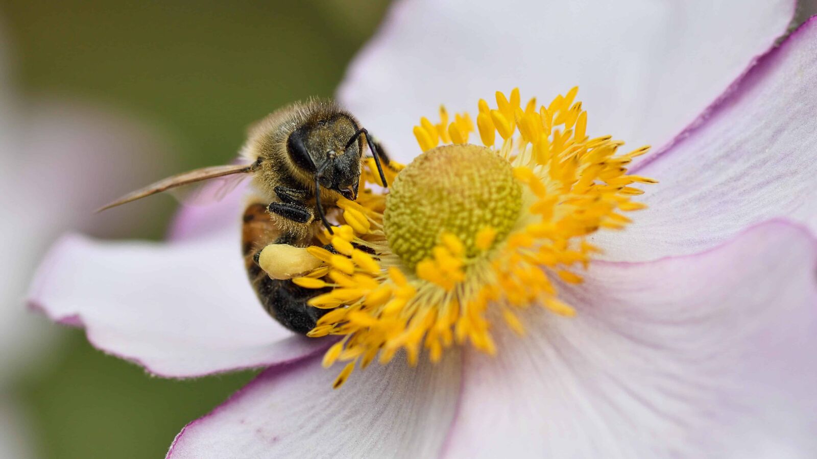 Nikon D500 sample photo. Pollen, flora, flower, insect photography