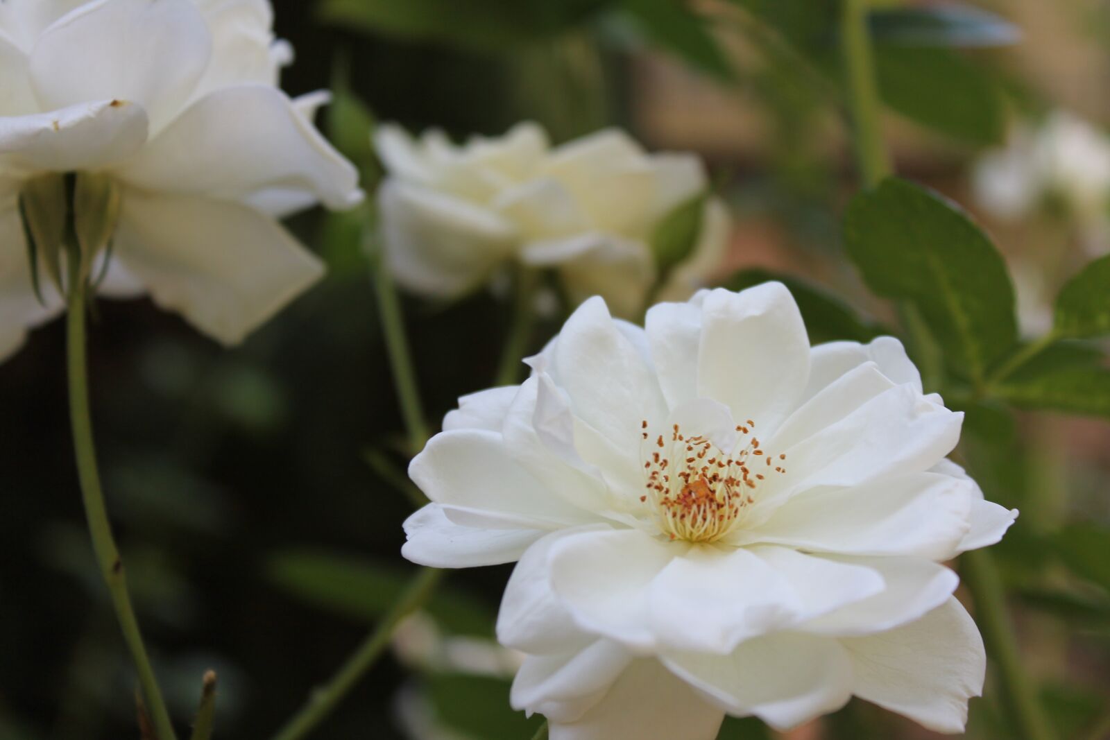 Canon EOS 1100D (EOS Rebel T3 / EOS Kiss X50) sample photo. White flowers, white, flowers photography