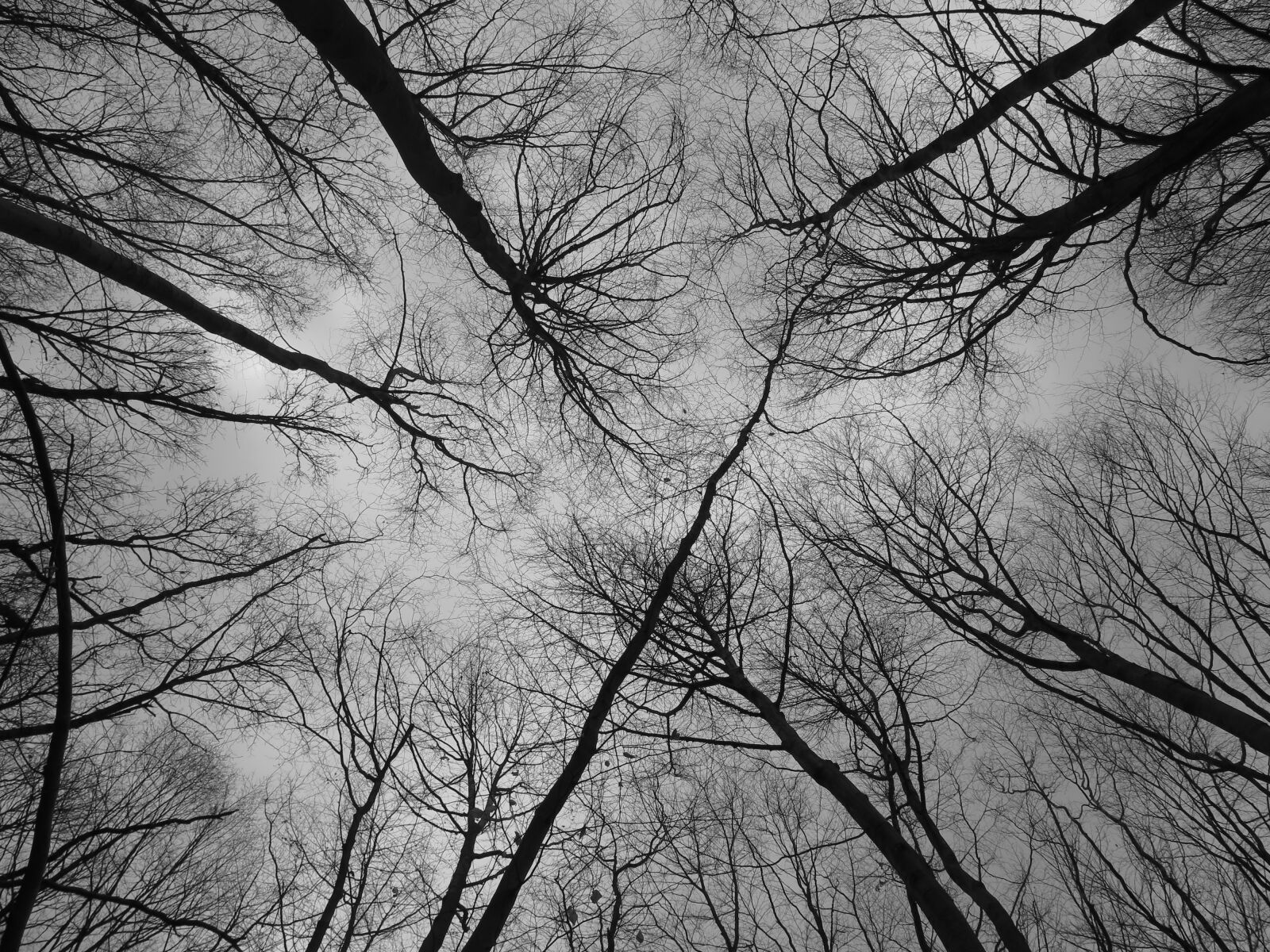 Canon PowerShot G16 sample photo. Forest, branches, nature photography