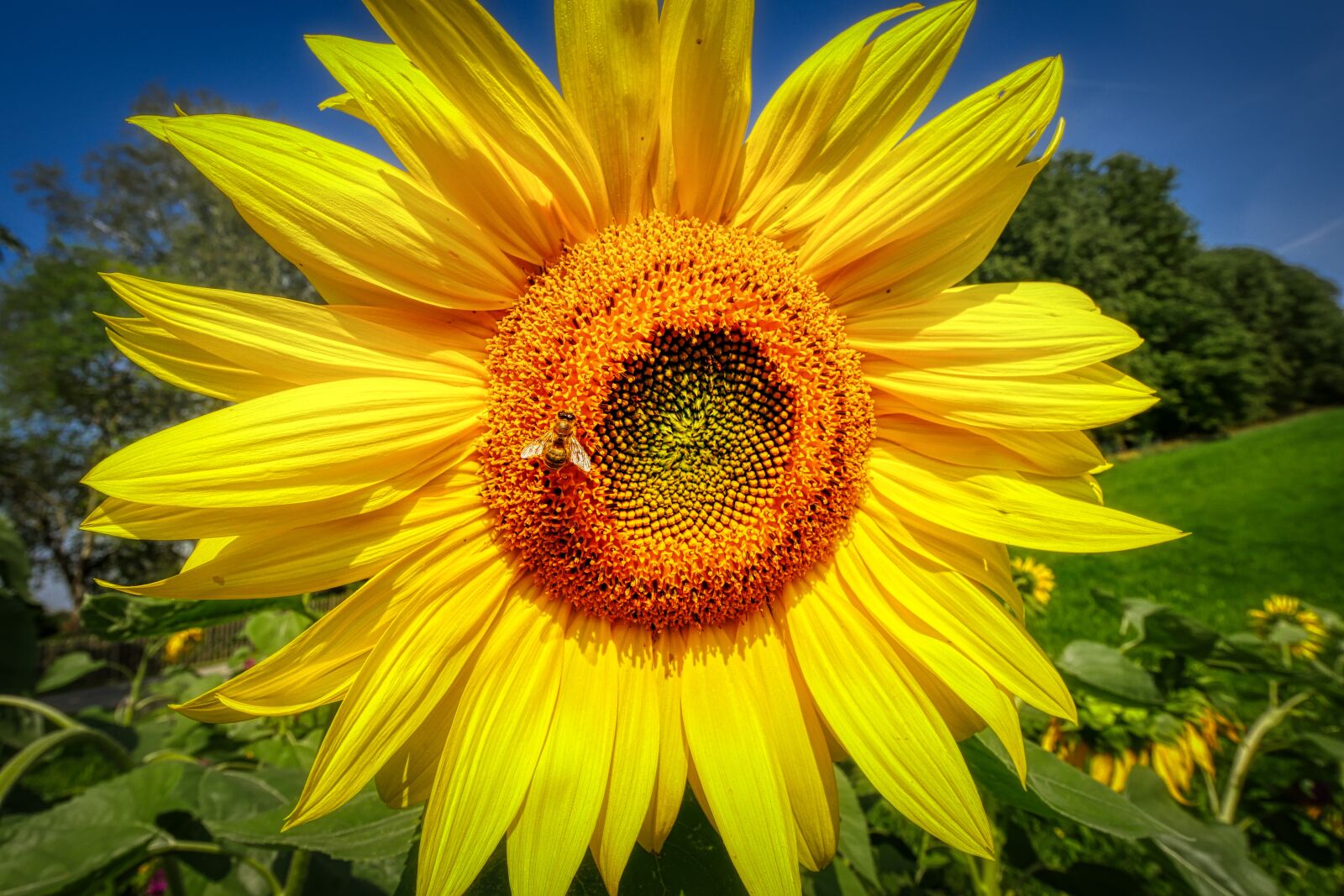 Panasonic Lumix DMC-GX8 sample photo. Sunflower, bee, yellow photography