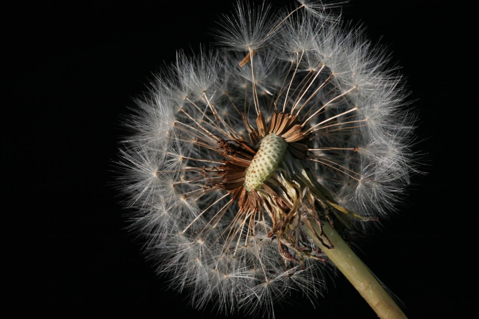 Canon EOS 5D sample photo. Dandelion, flower, macro photography