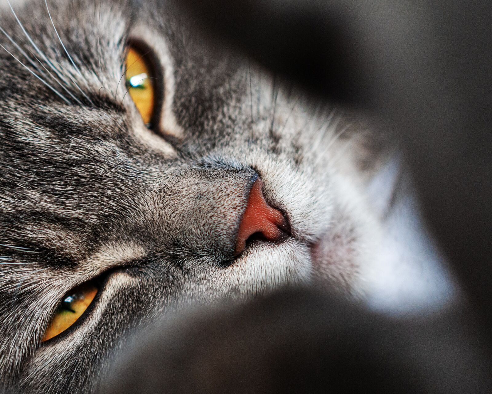 Nikon D300S sample photo. Cat, close up, macro photography