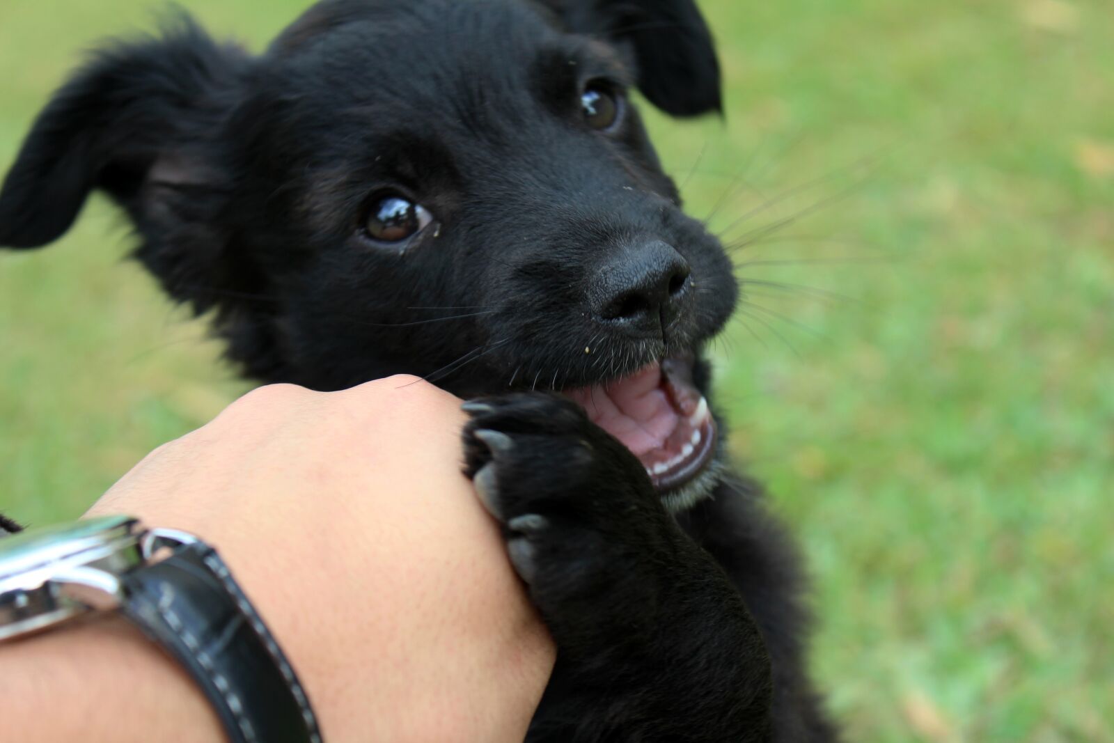 Canon EOS 600D (Rebel EOS T3i / EOS Kiss X5) sample photo. Dog, puppy, playing photography
