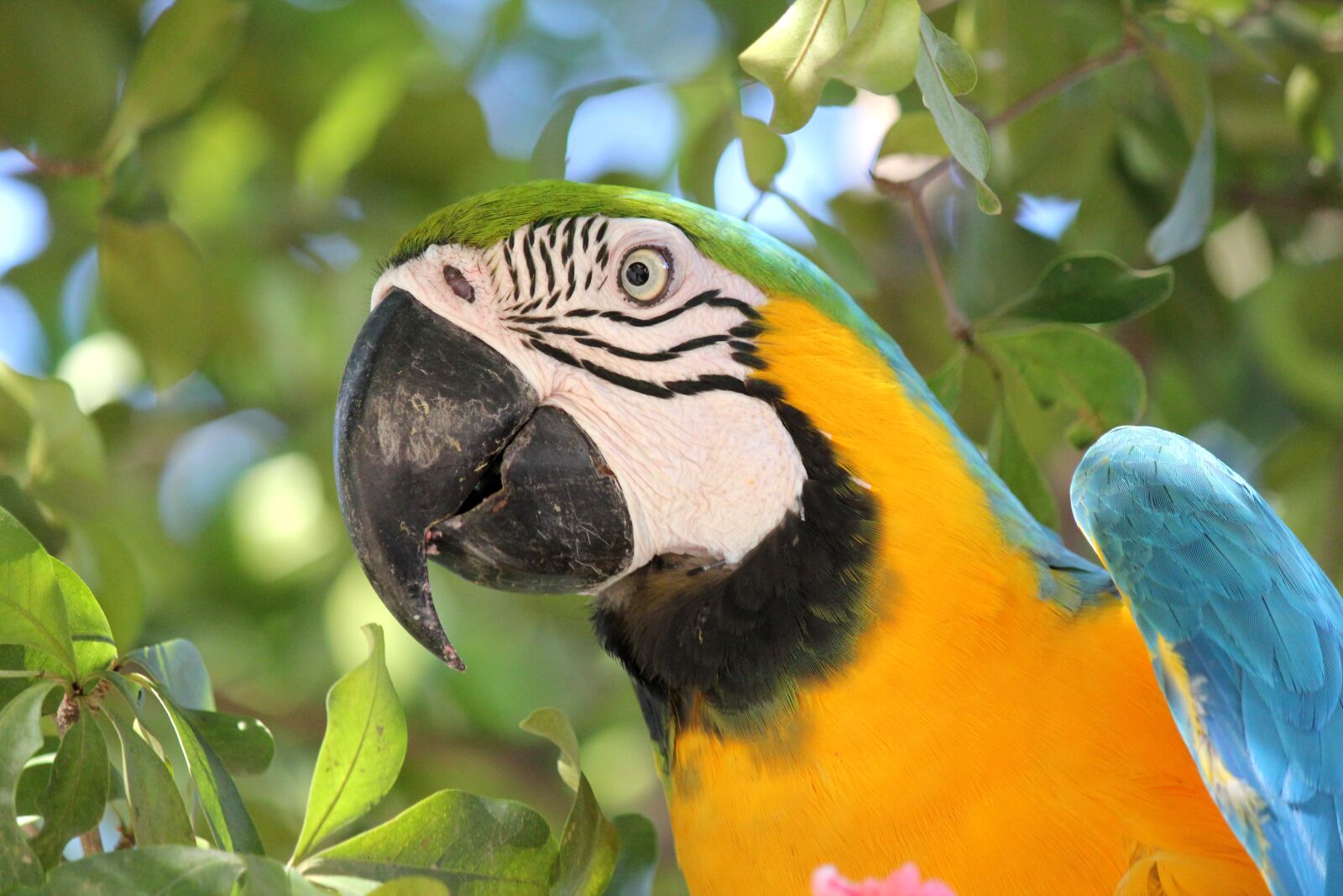 Canon EOS 550D (EOS Rebel T2i / EOS Kiss X4) sample photo. Bird, jungle, nature photography