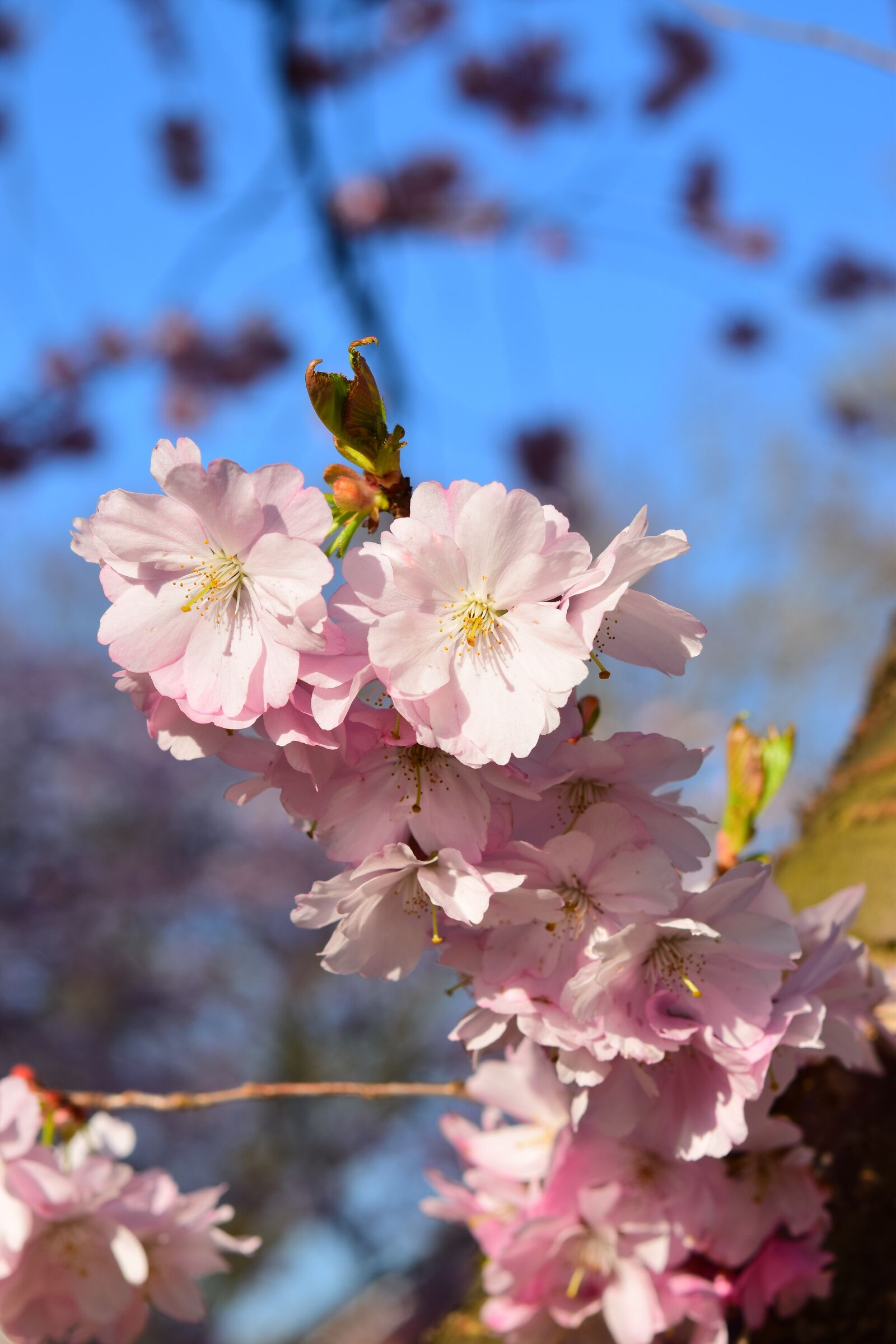 Nikon D5300 sample photo. Cherry blossom, pink, japanese photography