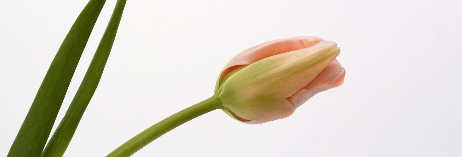 Nikon D7100 sample photo. Tulip, blossom, bloom photography