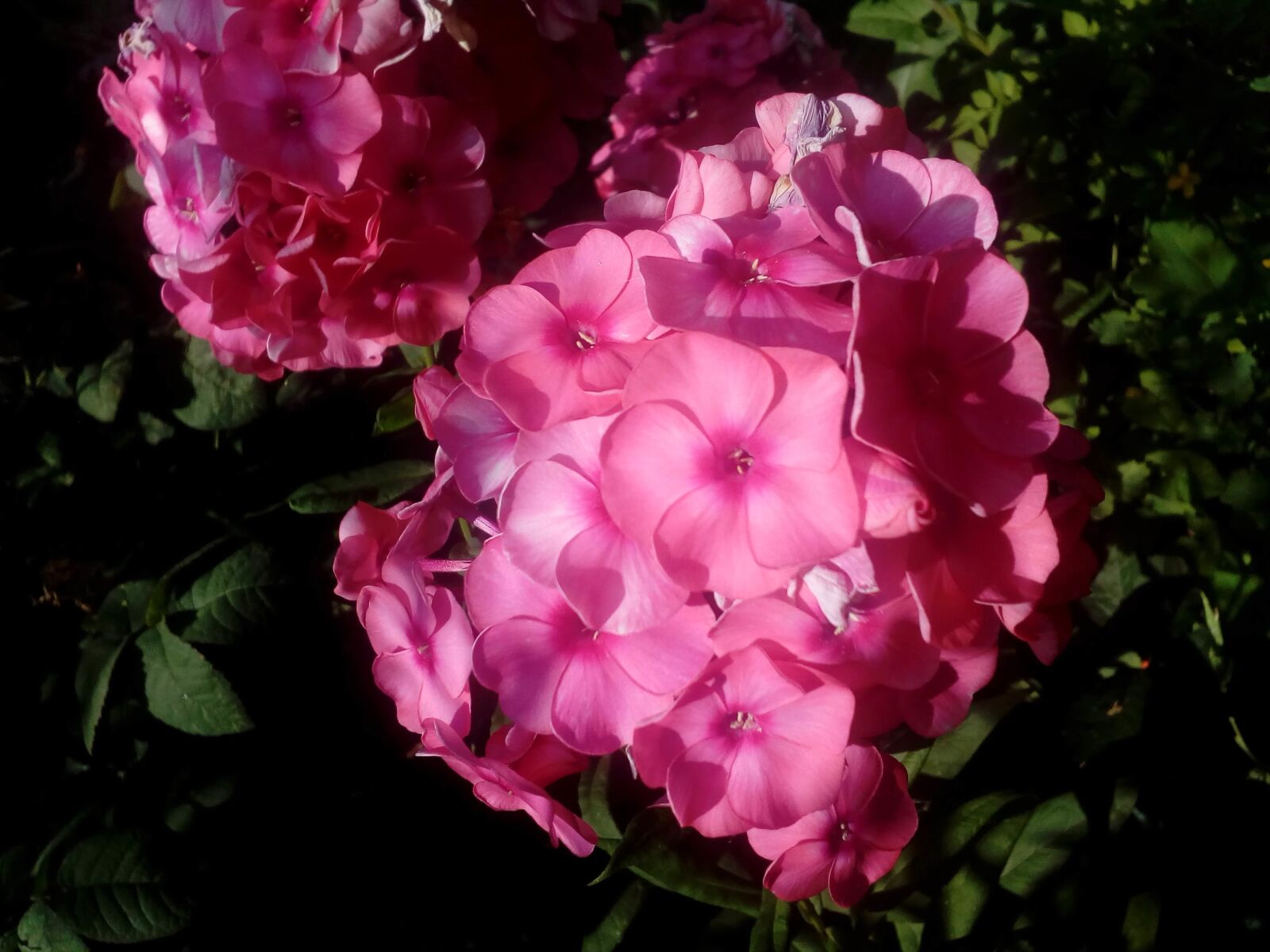 ZTE BLADE A510 sample photo. Beautiful flowers, flower garden photography