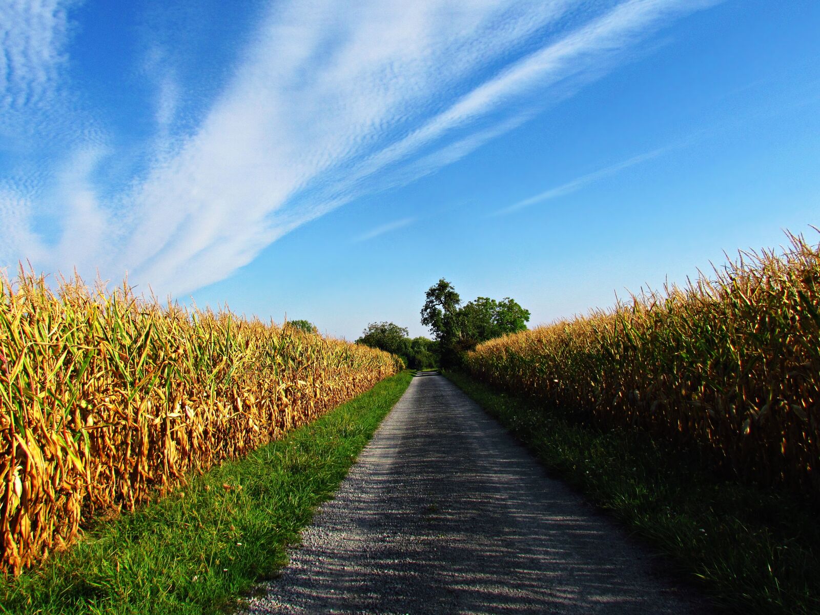 Canon PowerShot SX30 IS sample photo. Field, corn, autumn photography