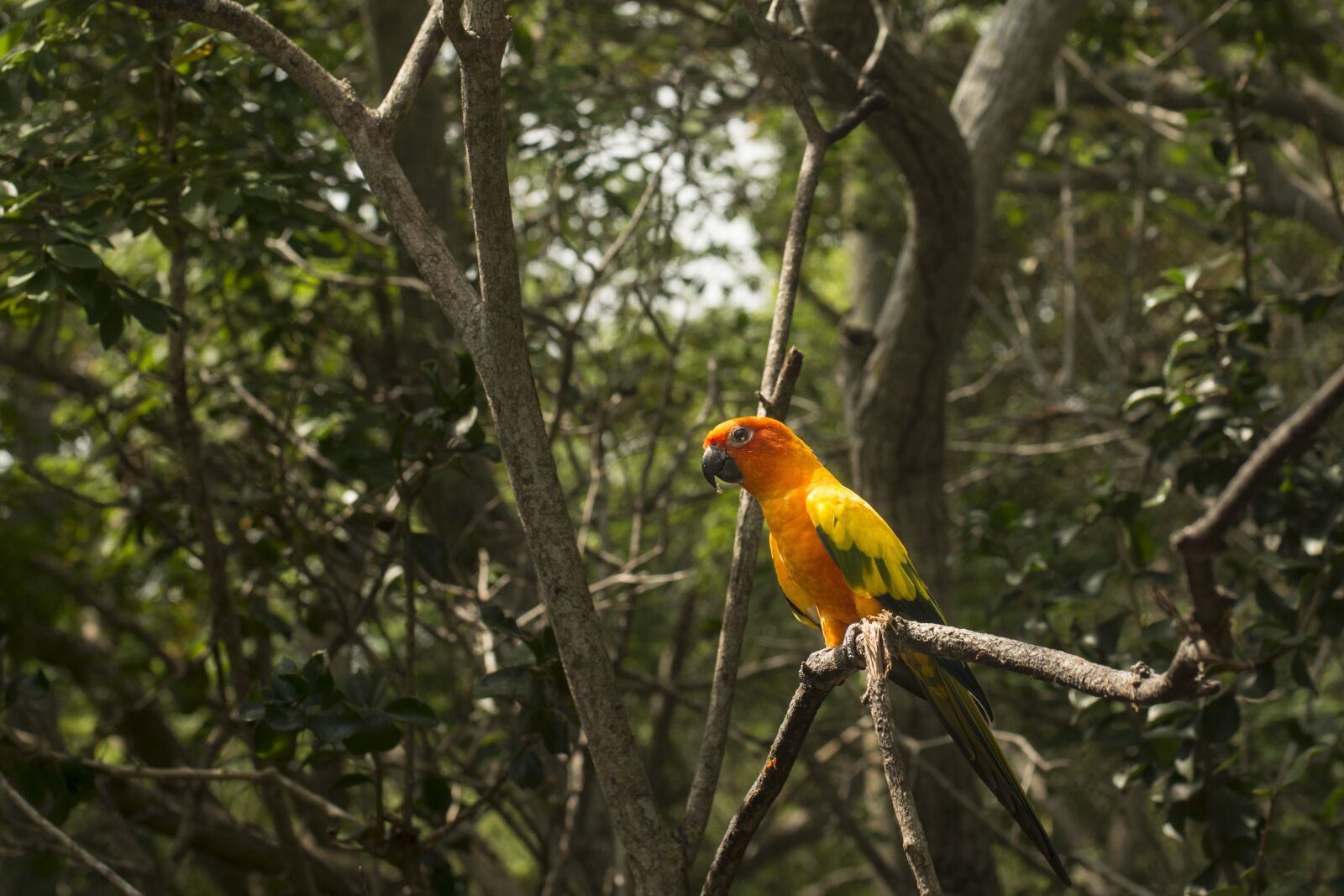 Nikon D800 sample photo. Parrot, jungle, amazon photography
