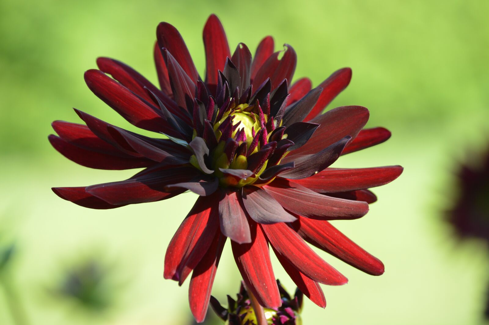 Nikon D3200 sample photo. Dahlias, georginien, flower photography