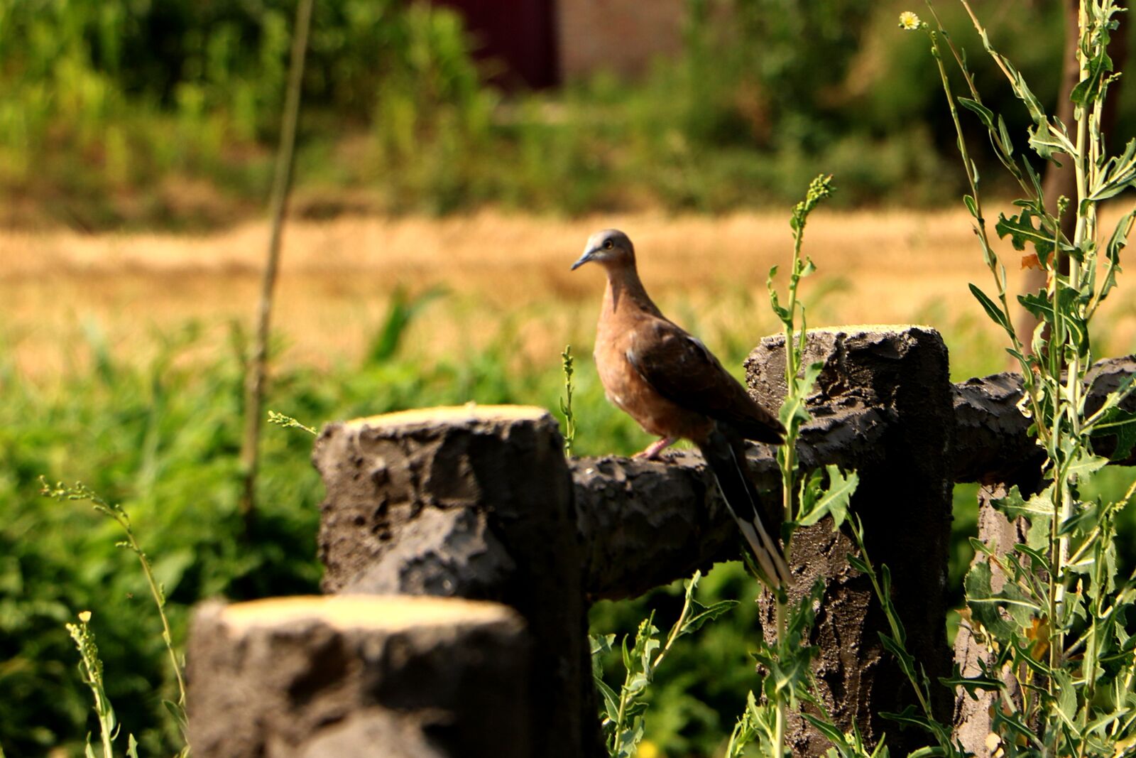 Canon EOS 750D (EOS Rebel T6i / EOS Kiss X8i) sample photo. China, pet, bird photography