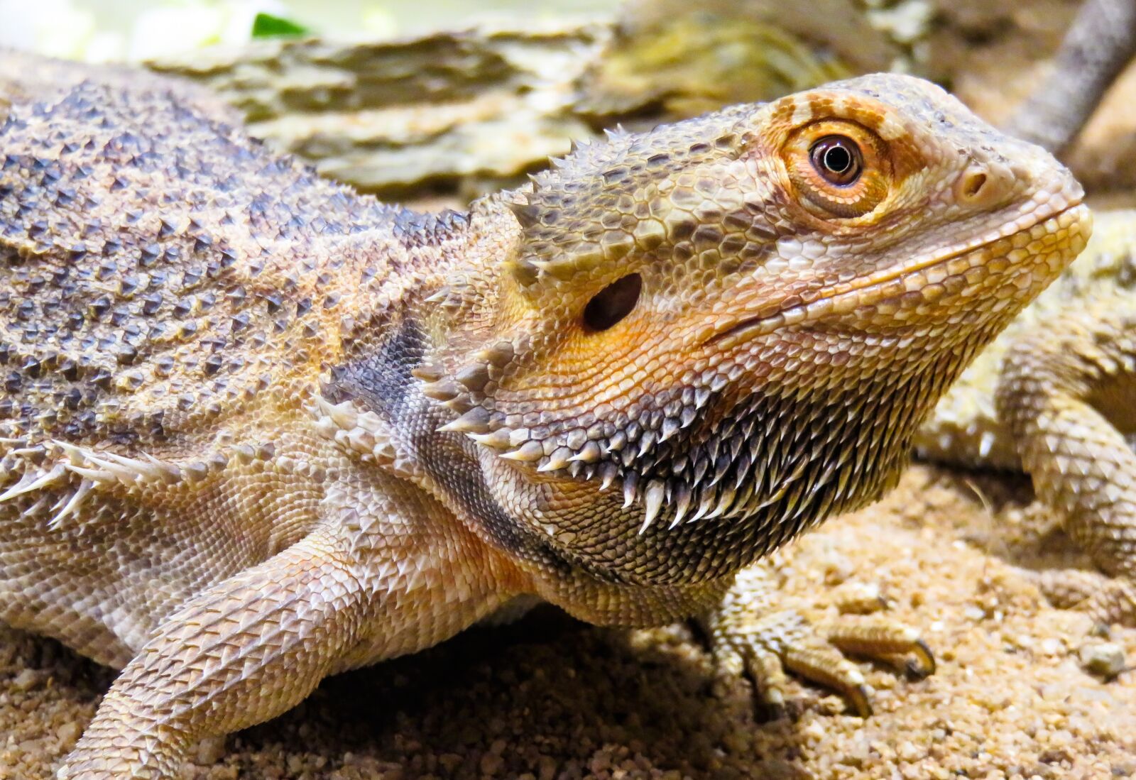 Canon PowerShot SX710 HS sample photo. Animal, lizard, agame photography