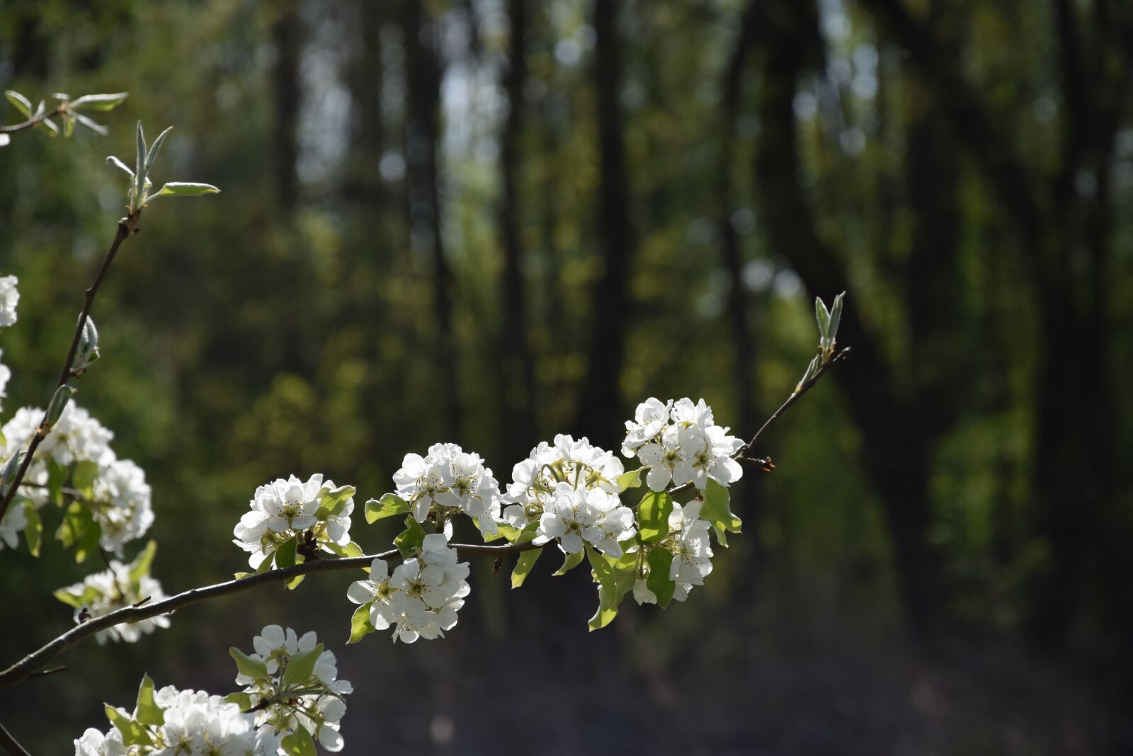Nikon D5300 sample photo. Flower, nature, spring photography