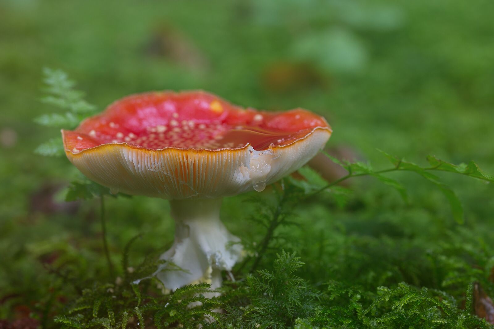 Sony SLT-A77 + 105mm F2.8 sample photo. Fly agaric, forest, mushroom photography