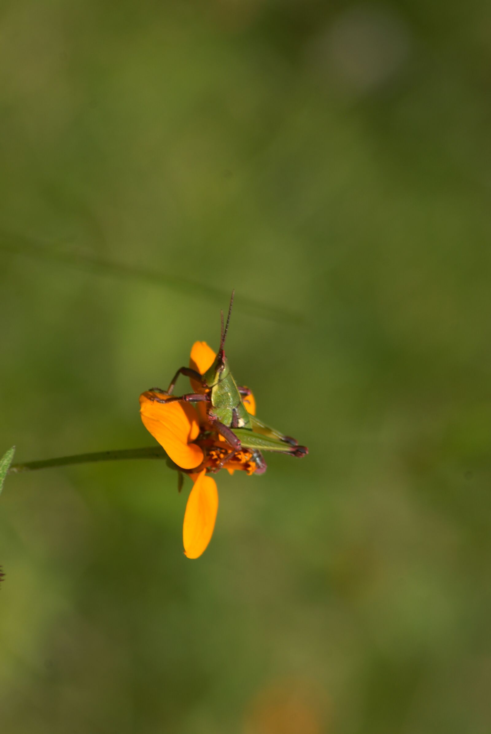 Nikon D200 sample photo. Yellow flower, flowers, regional photography