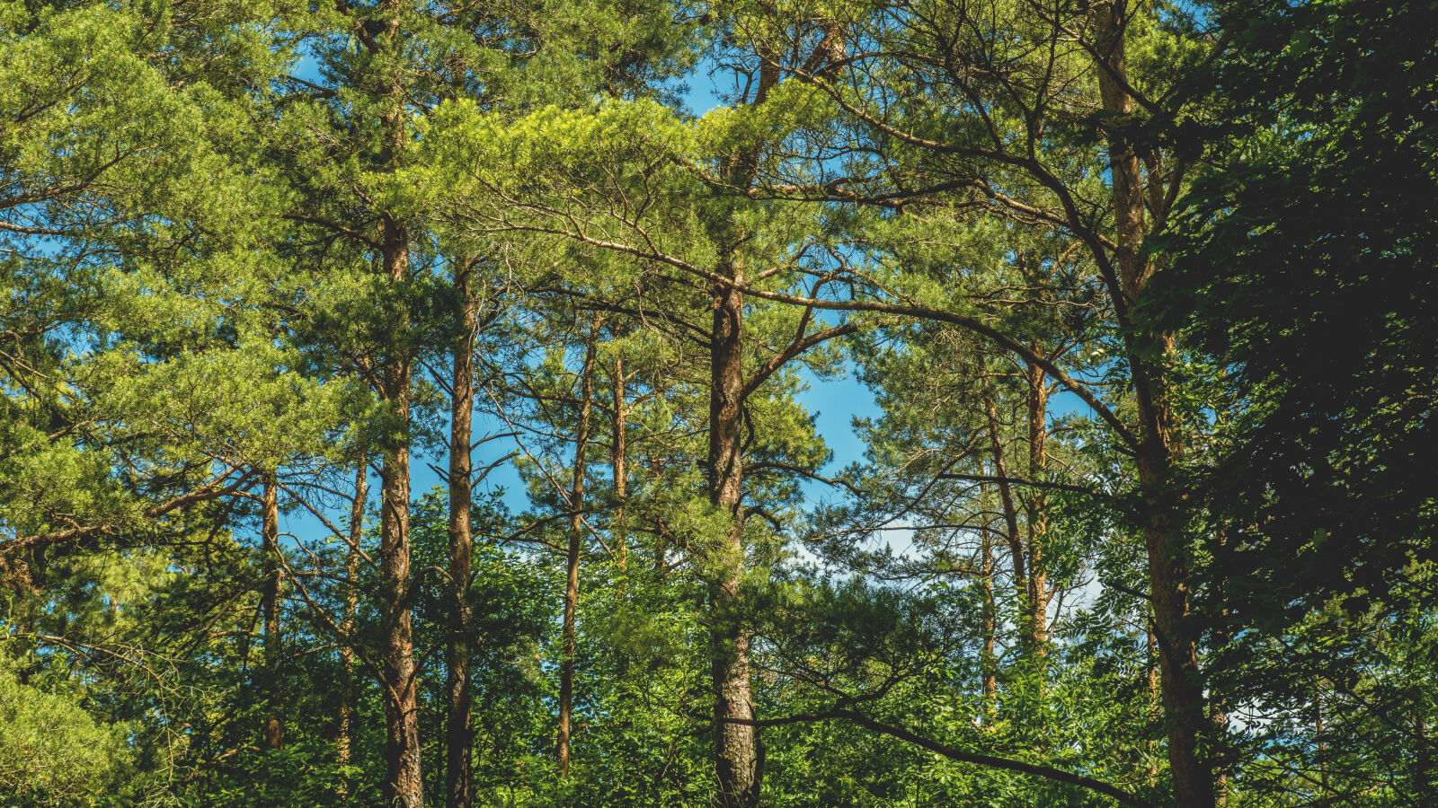 24-70mm F2.8-2.8 SSM sample photo. Branches, daylight, environment, foliage photography