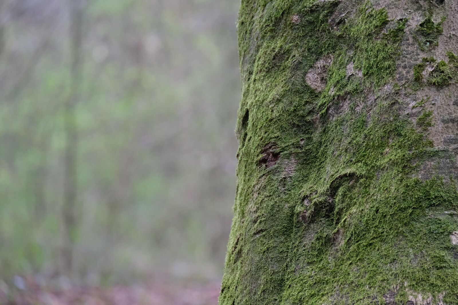 Fujifilm X-T20 sample photo. Tree, log, moss photography