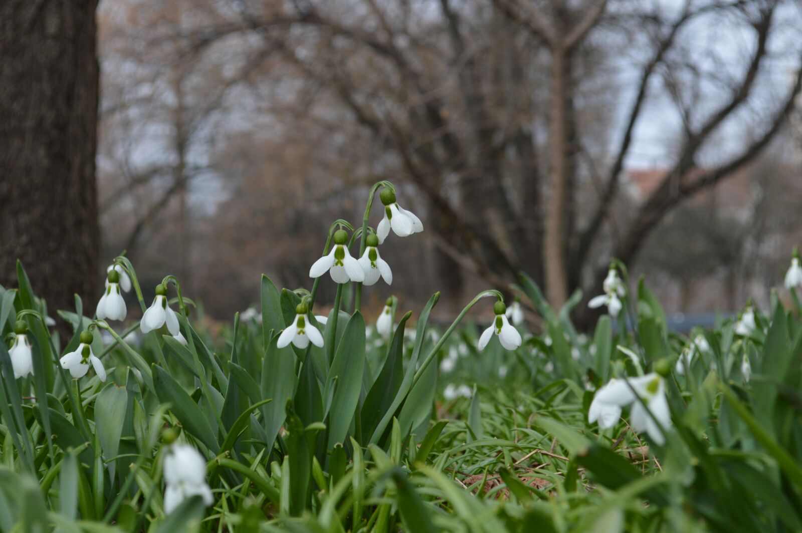 Nikon D3200 sample photo. Spring, flowers photography