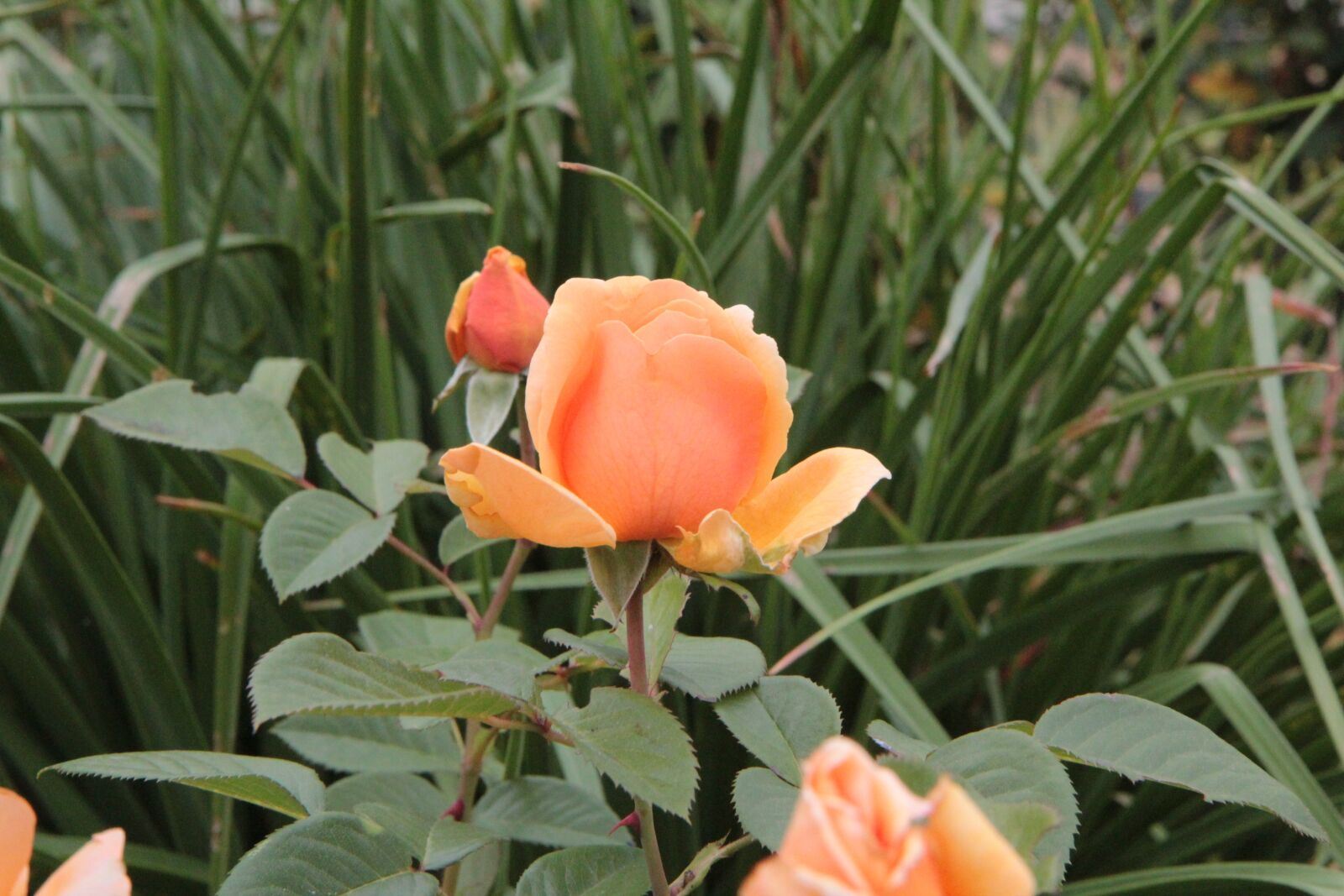 Canon EOS 600D (Rebel EOS T3i / EOS Kiss X5) sample photo. Flower, pink, orange blossom photography