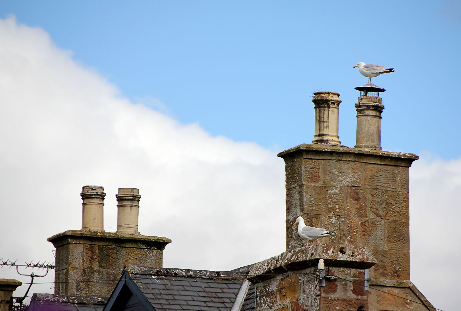 Canon EOS 550D (EOS Rebel T2i / EOS Kiss X4) sample photo. Seagull, chimney, roof photography