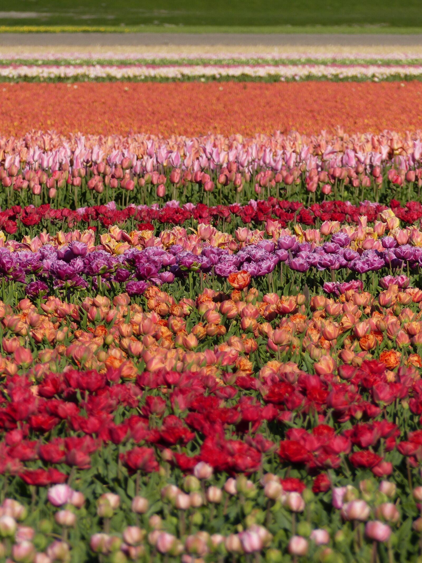 Panasonic Lumix DMC-FZ200 sample photo. Colors, flowers, fields photography