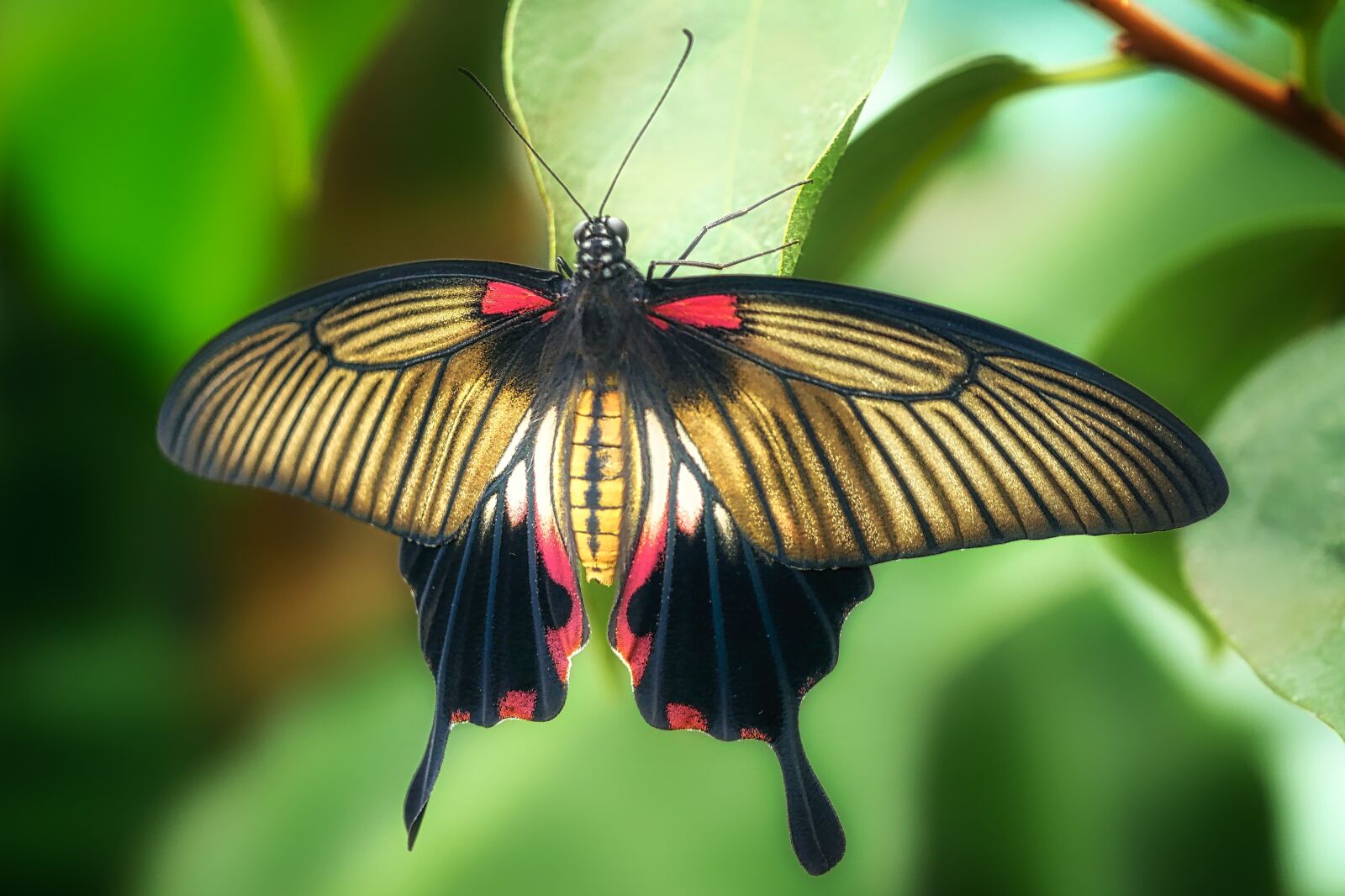 Panasonic Lumix DMC-GX8 sample photo. Butterfly, close up, insect photography