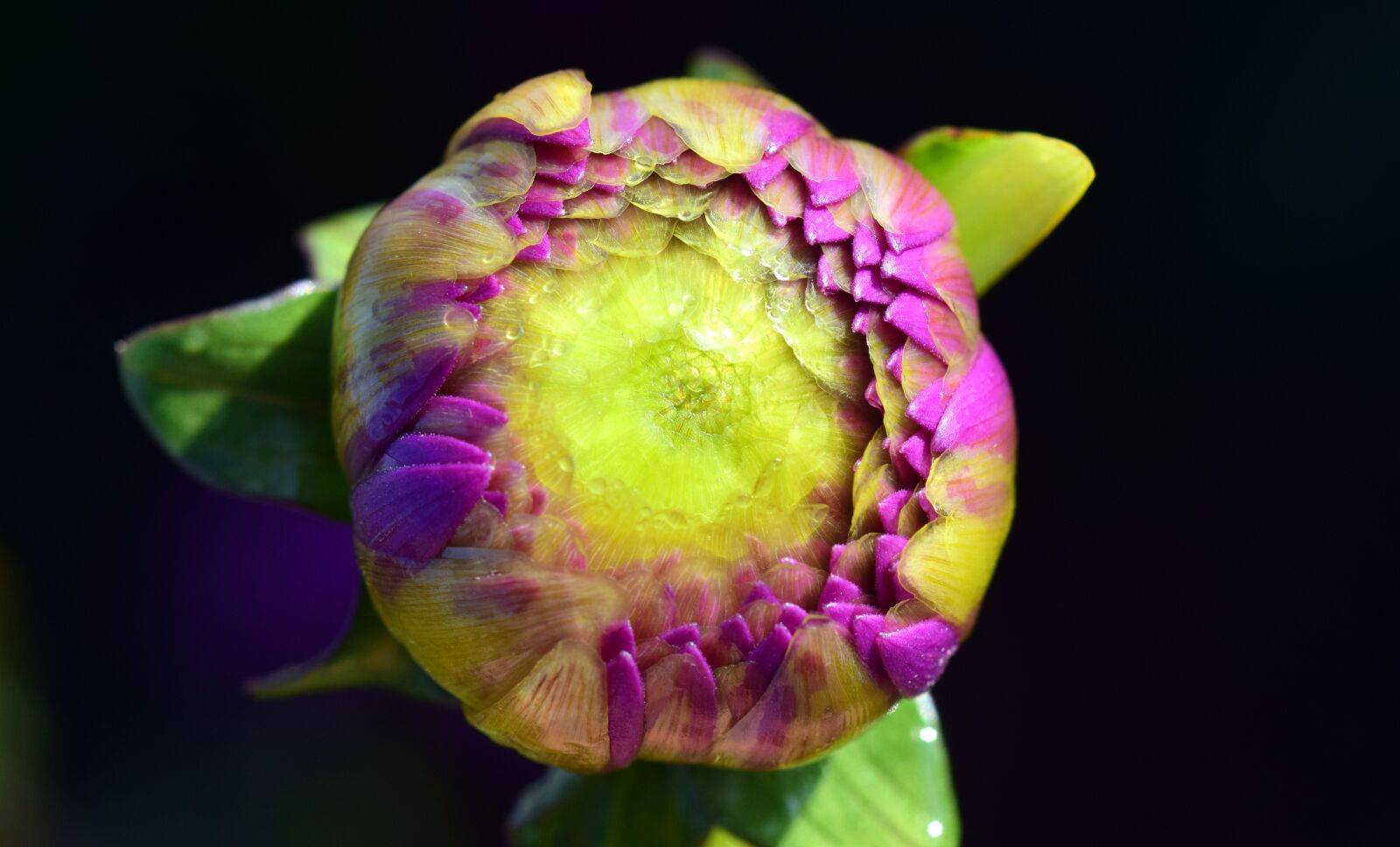 Nikon D3300 sample photo. Dahlia, pink, flora photography