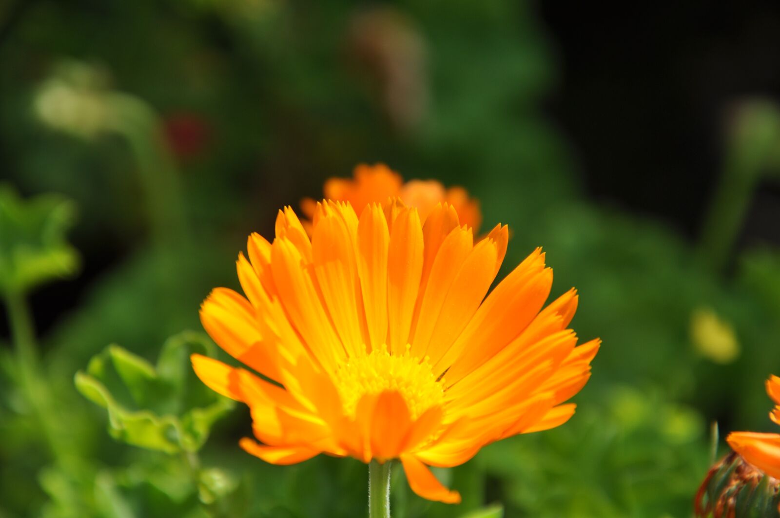 Nikon D5000 sample photo. Orange, flower, blossom photography