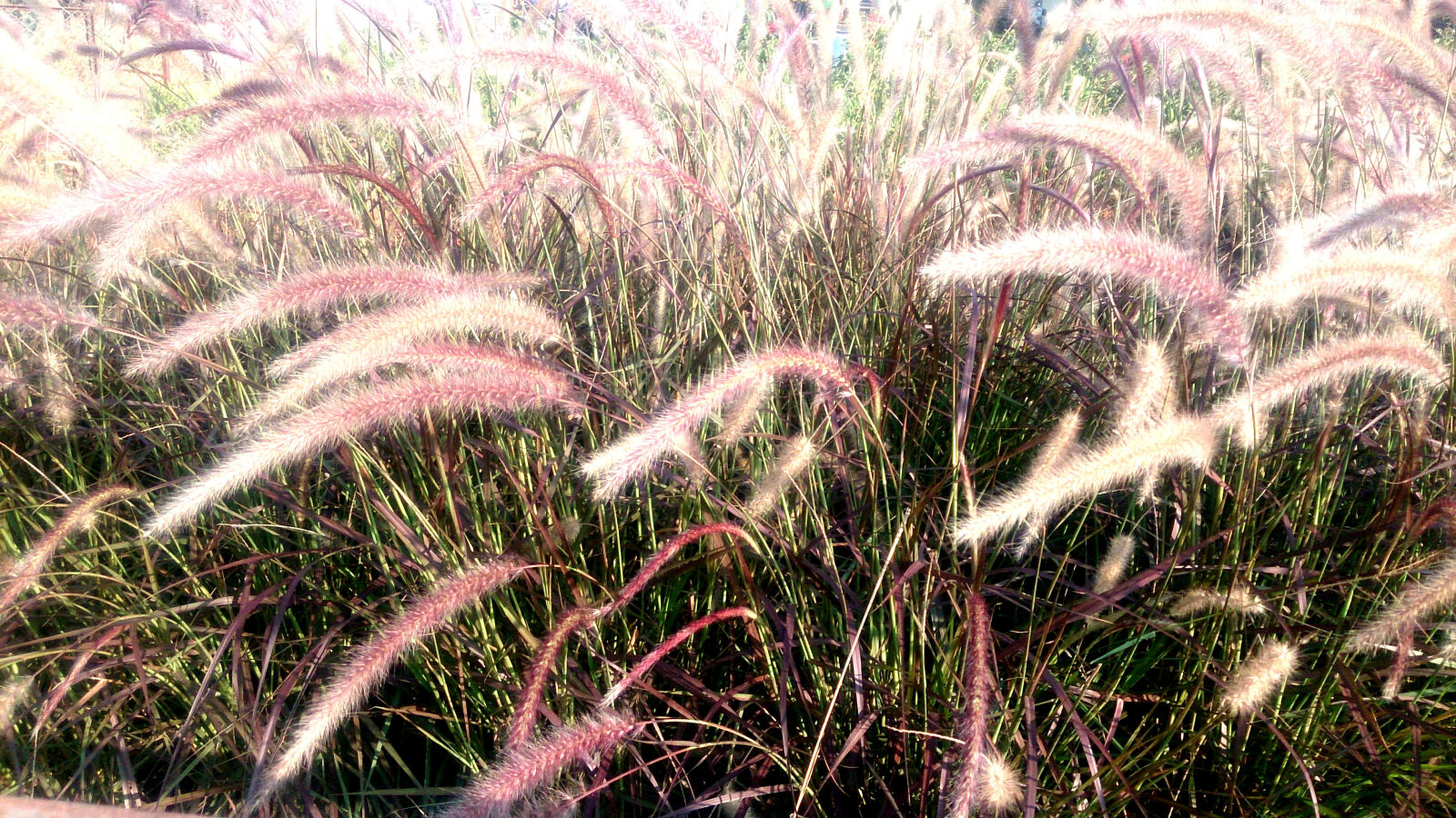 Sony Xperia ZR sample photo. Dazzling, grass photography