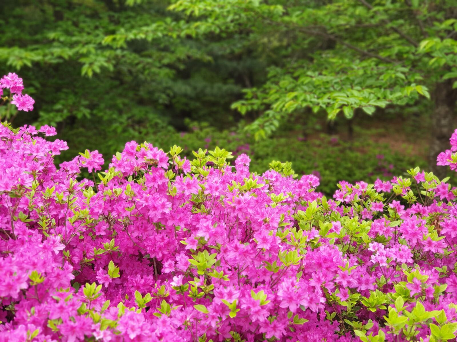 Samsung Galaxy Note9 sample photo. Nature, plants, spring photography