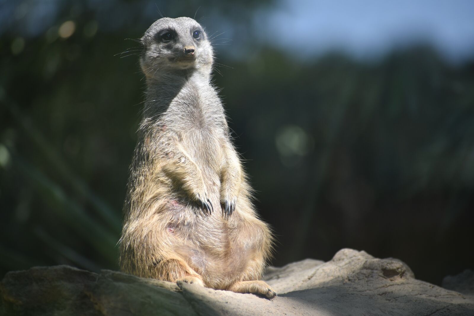 Nikon D3400 sample photo. Meerkats, animals, fantastic photography