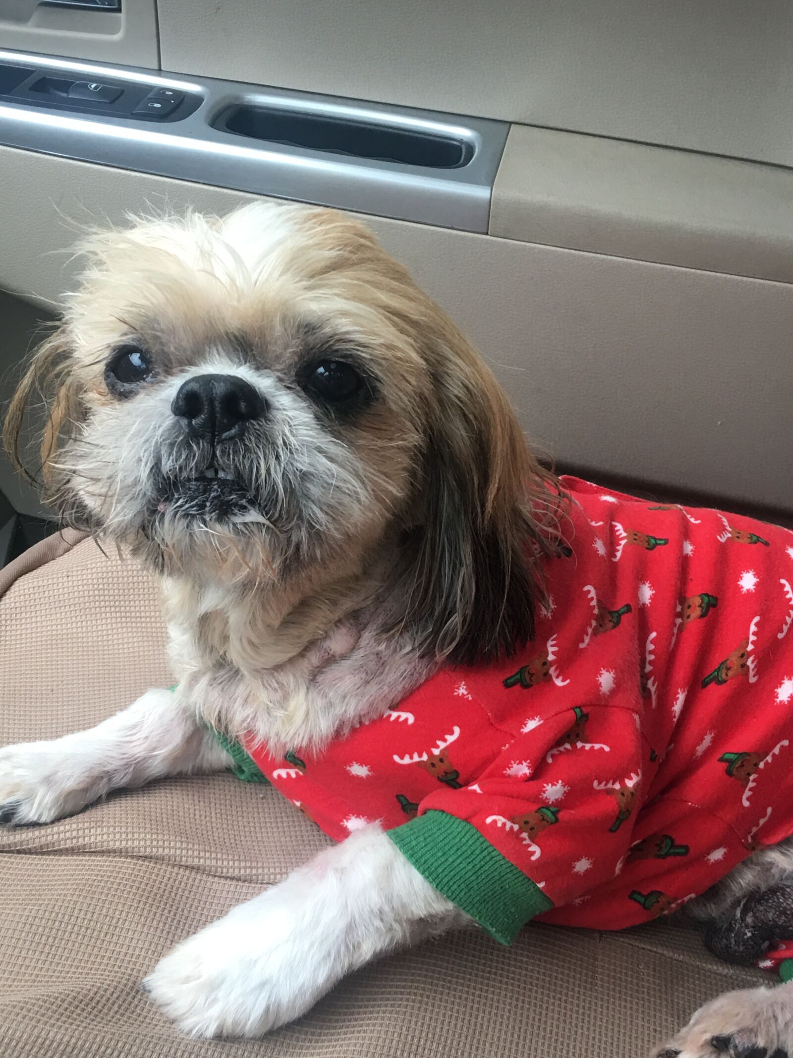 iPhone 6s Plus back camera 4.15mm f/2.2 sample photo. Little, dog, cute photography