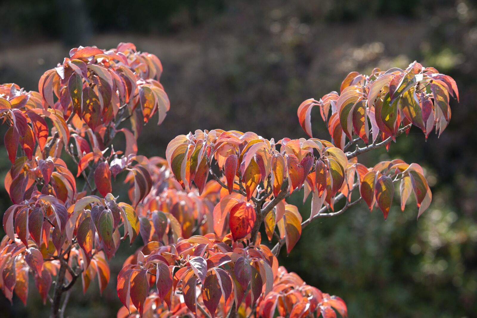 Canon EOS 5D sample photo. Autumn, autumn leaves, maple photography