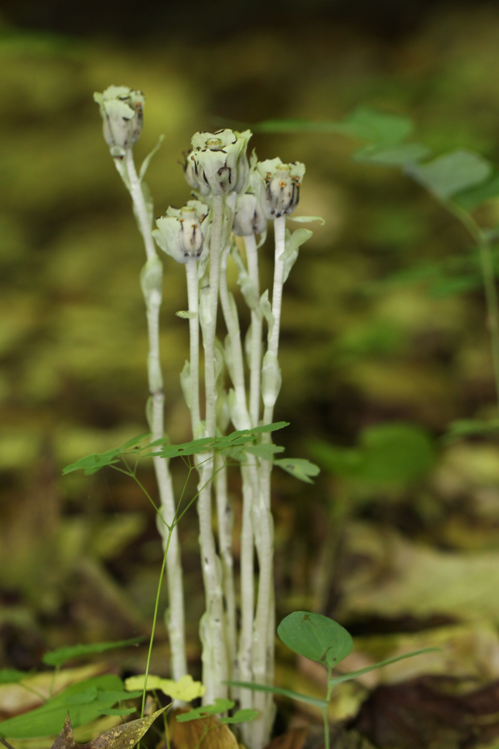 Canon EOS 50D sample photo. Monotropa uniflora, ericaceae, indian photography