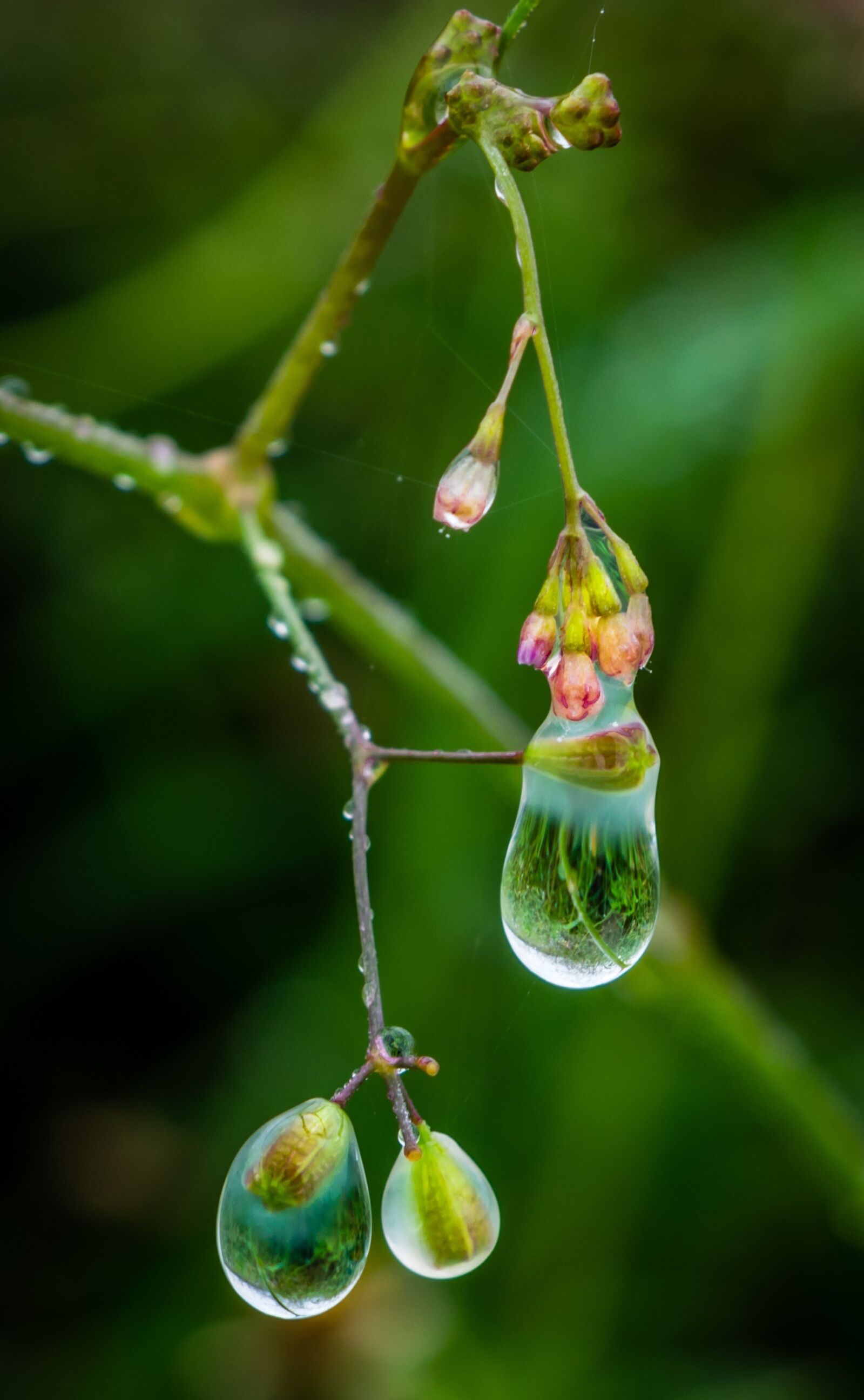 Nikon D3300 sample photo. Drop water, flower, blossom photography
