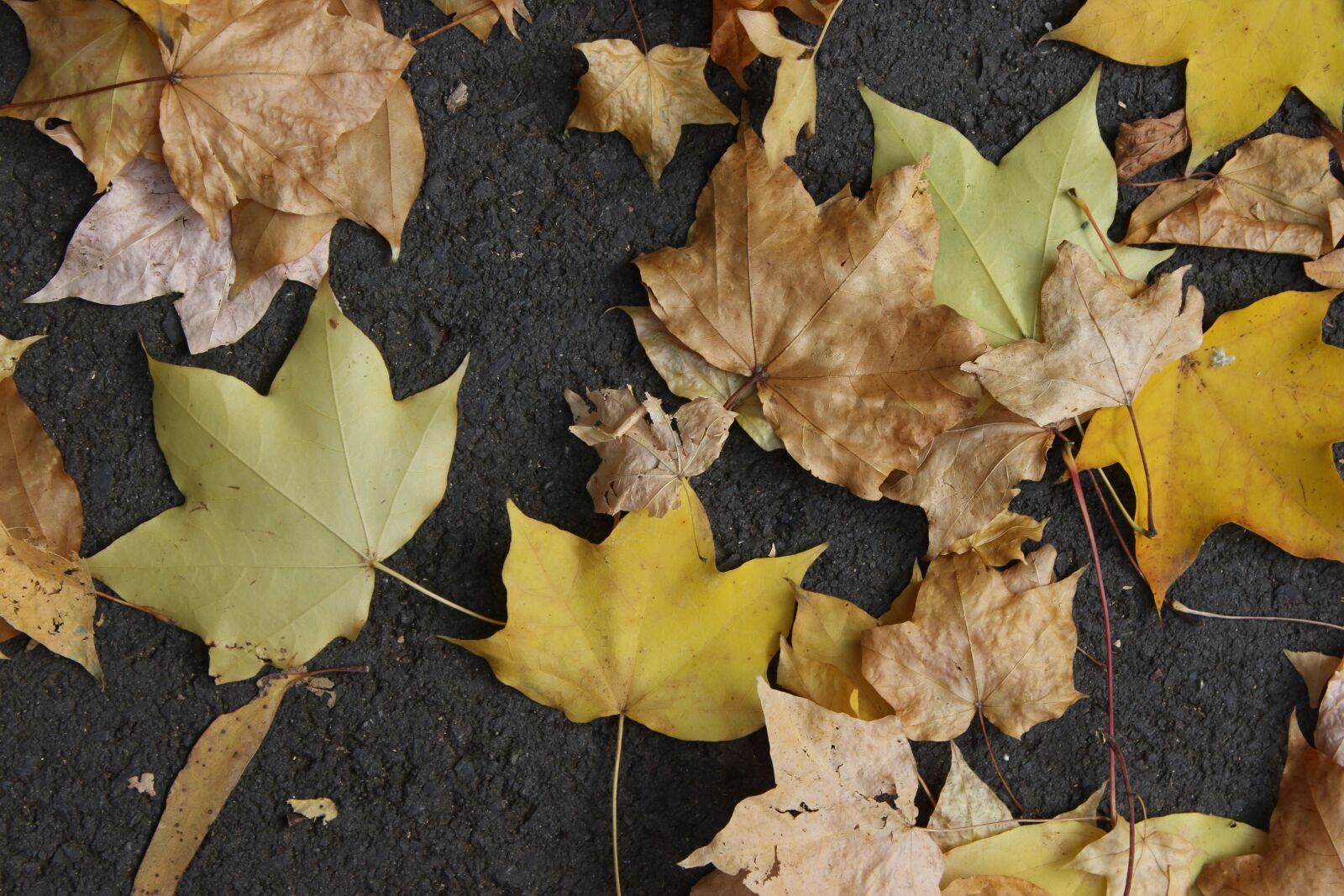 Canon EOS 600D (Rebel EOS T3i / EOS Kiss X5) sample photo. Maple, autumn, red leaves photography