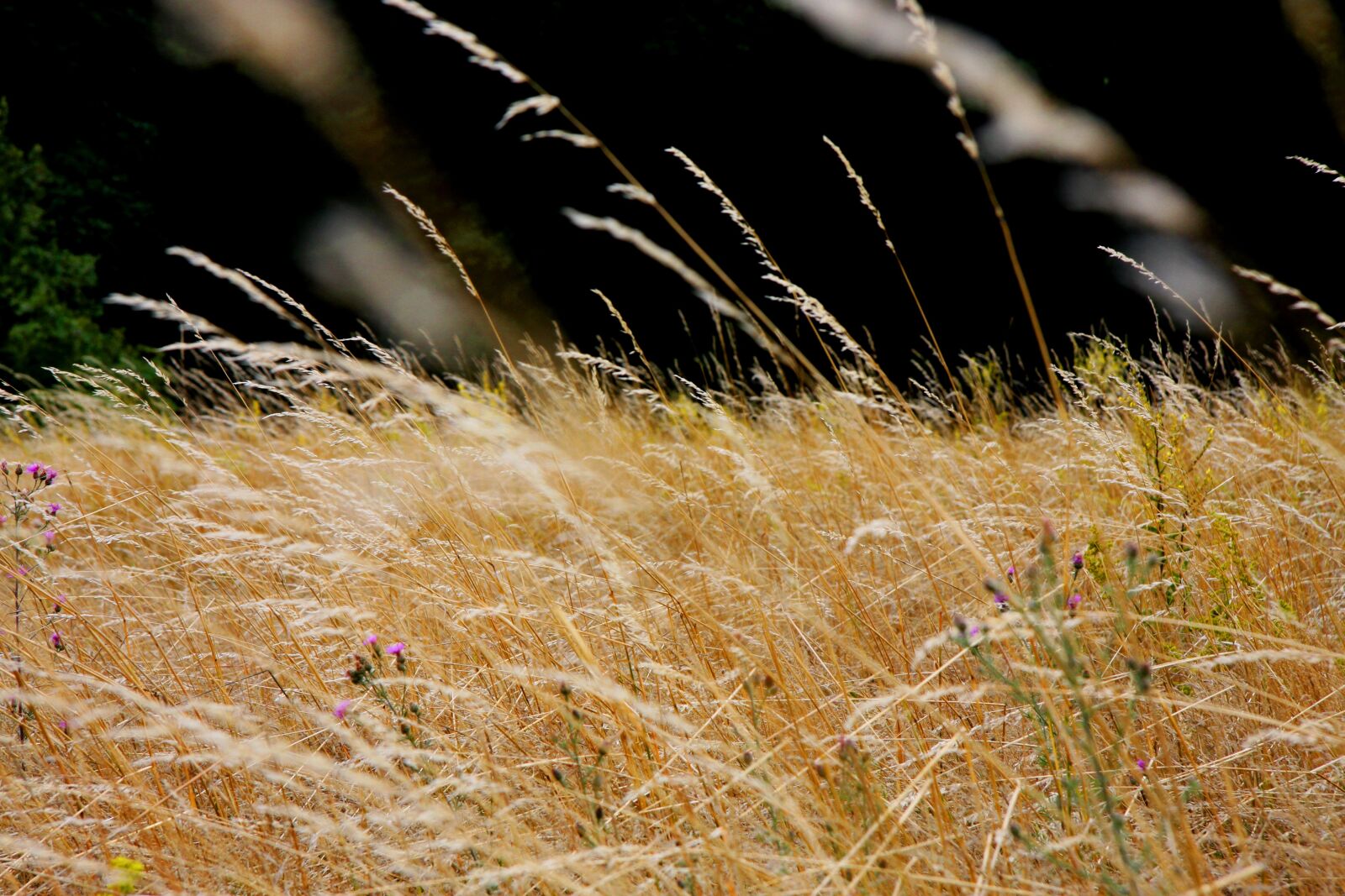 Canon EOS 40D sample photo. Grass, meadow, blade of photography