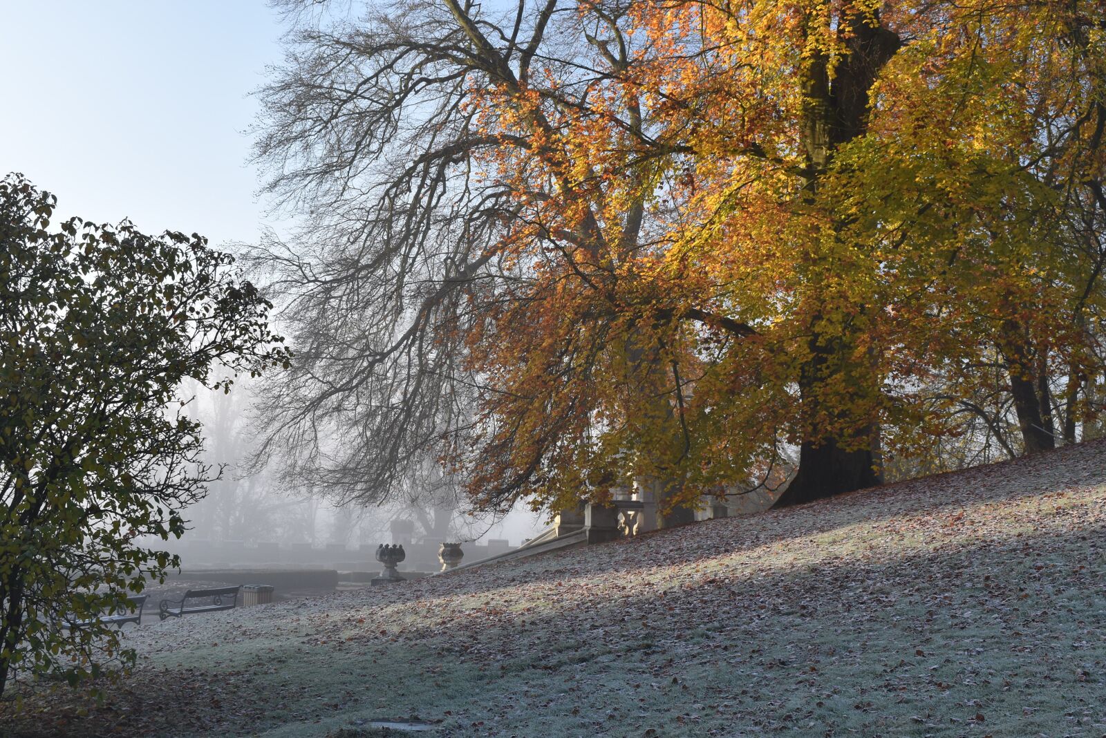 Nikon D5600 sample photo. Trees, park, fog photography