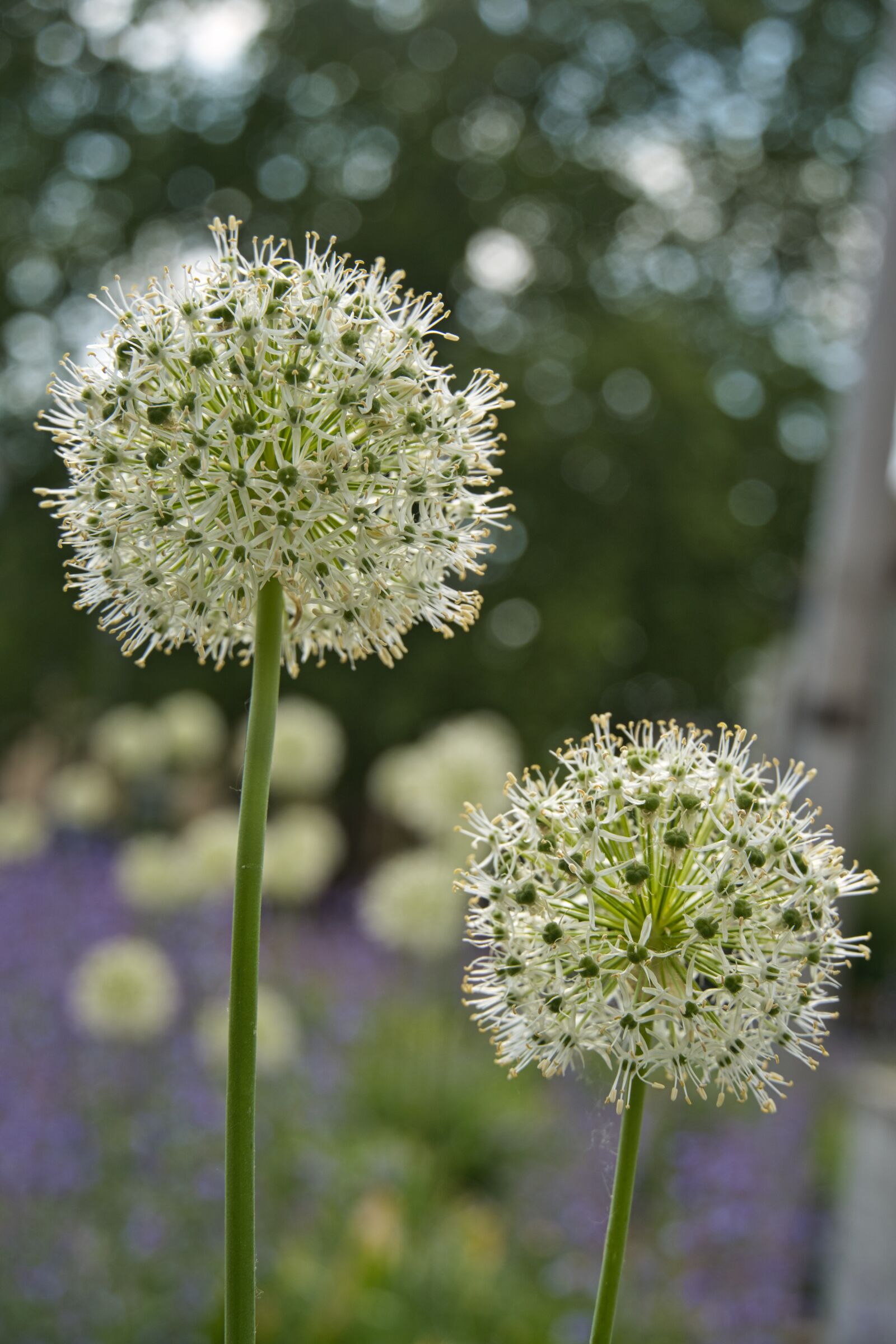 Sony a6400 sample photo. Ornamental onion, flowers, bokeh photography