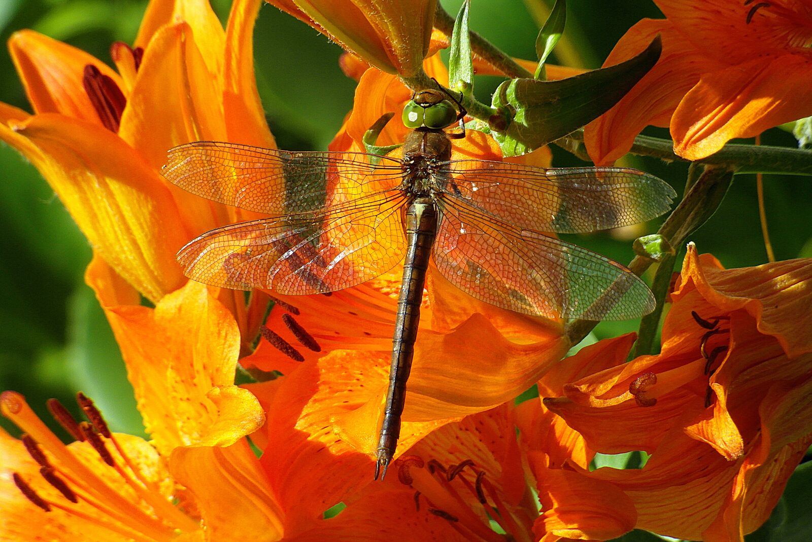 Samsung WB750 sample photo. Dragonflies r noskrzyd e photography