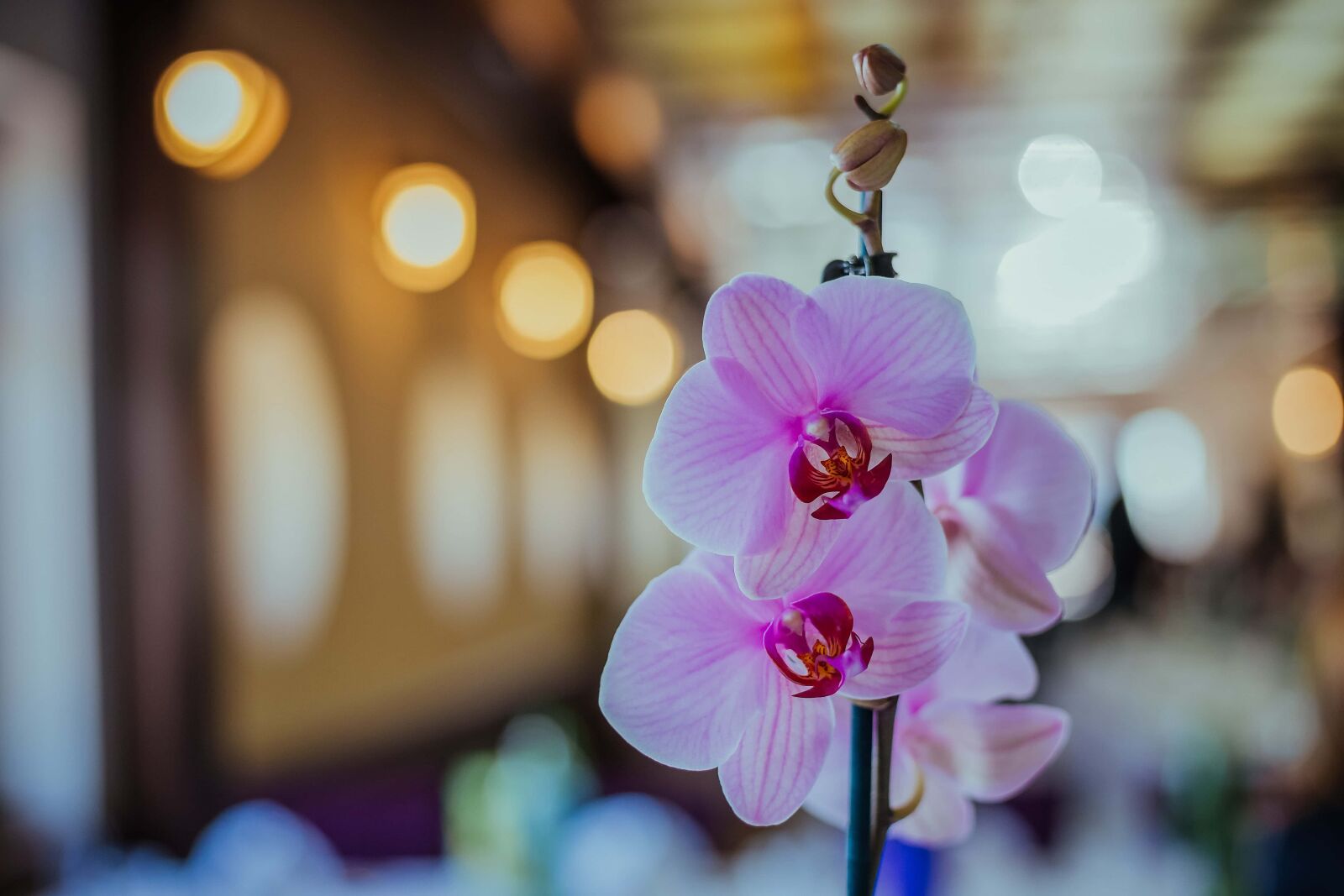 Canon EOS 6D + Canon EF 50mm F1.8 STM sample photo. Flowers, orchid, pinkish, interior photography